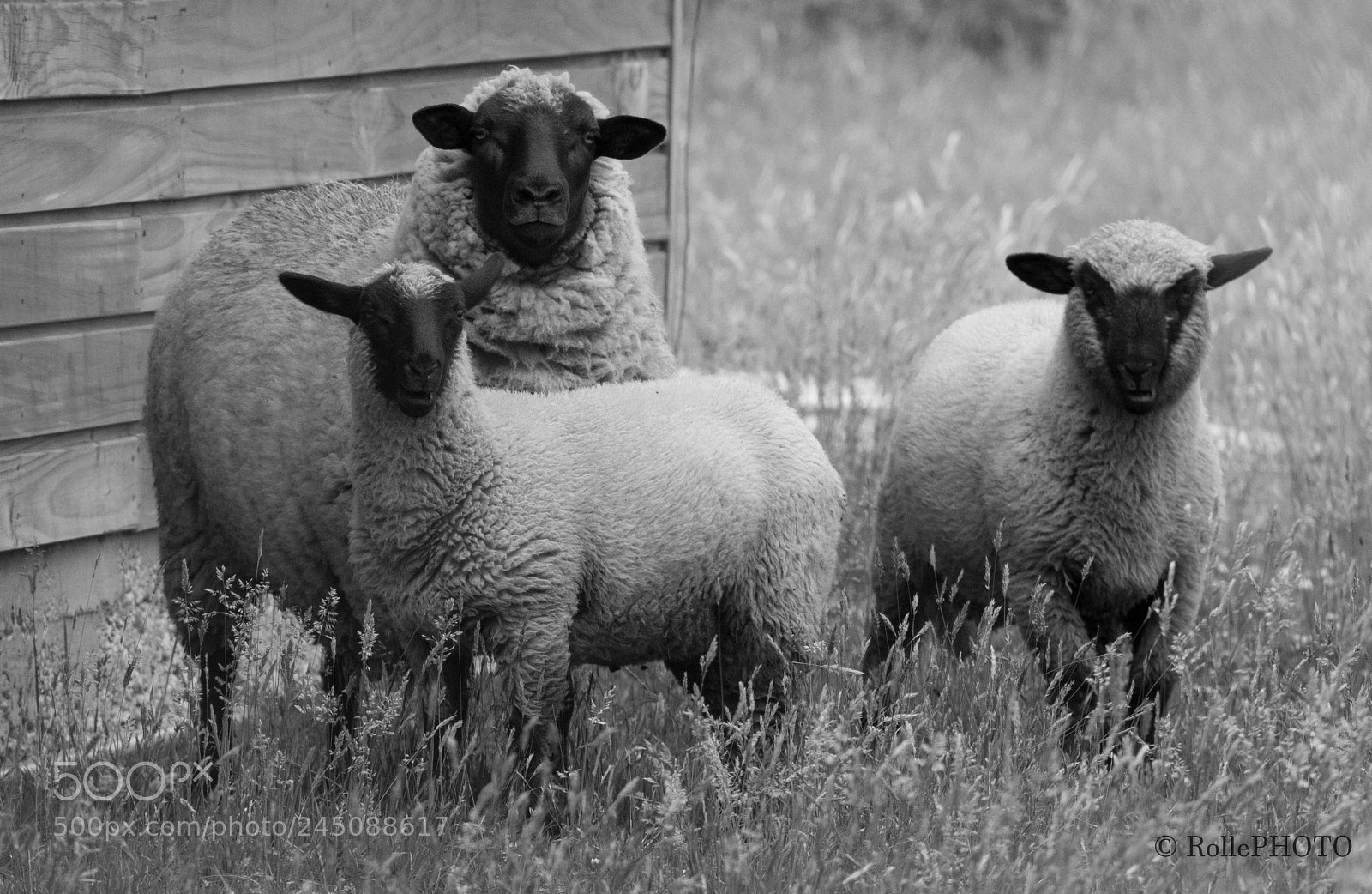 Nikon D7200 sample photo. Sheep photography