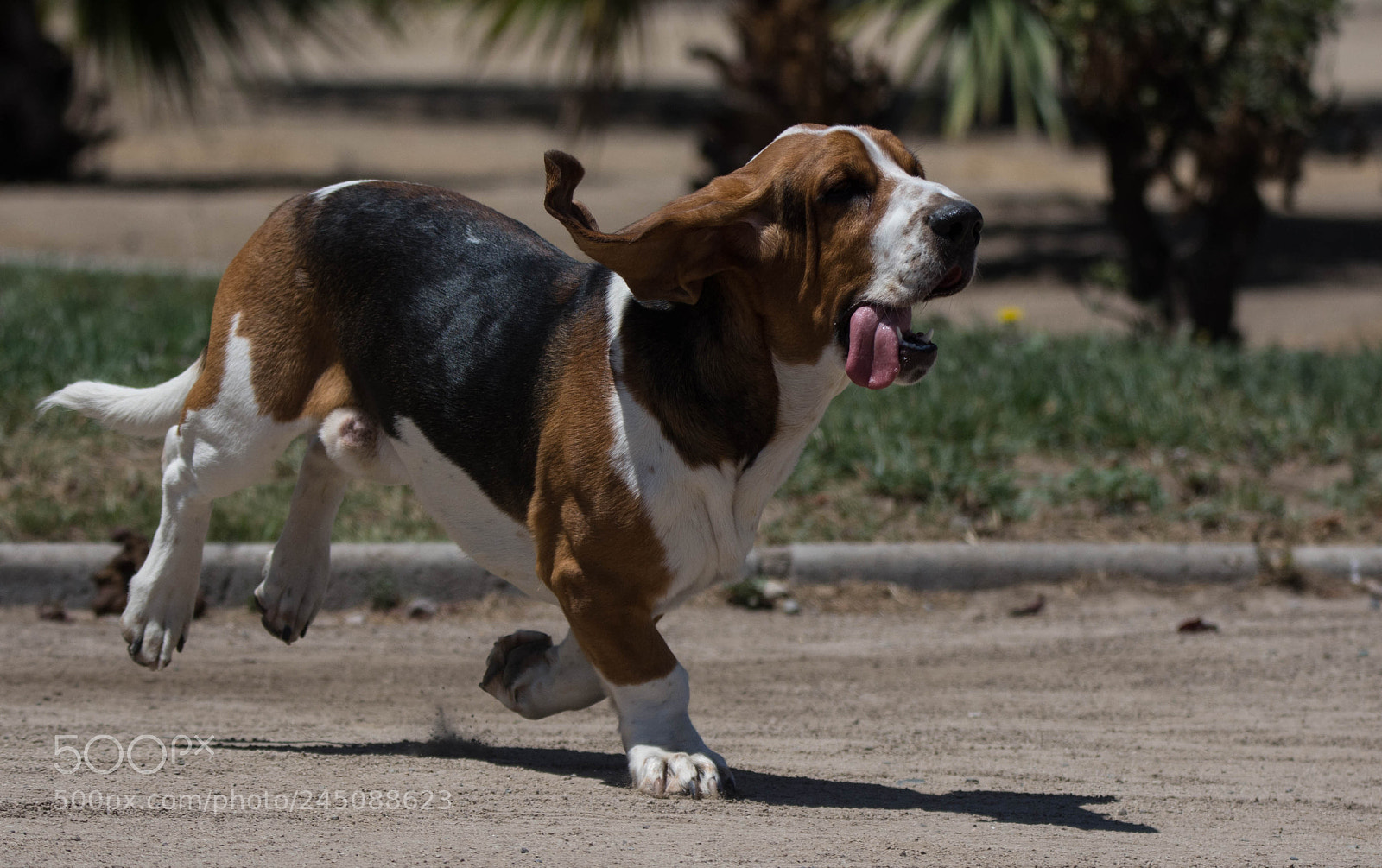 Nikon D7200 sample photo. Running basset photography