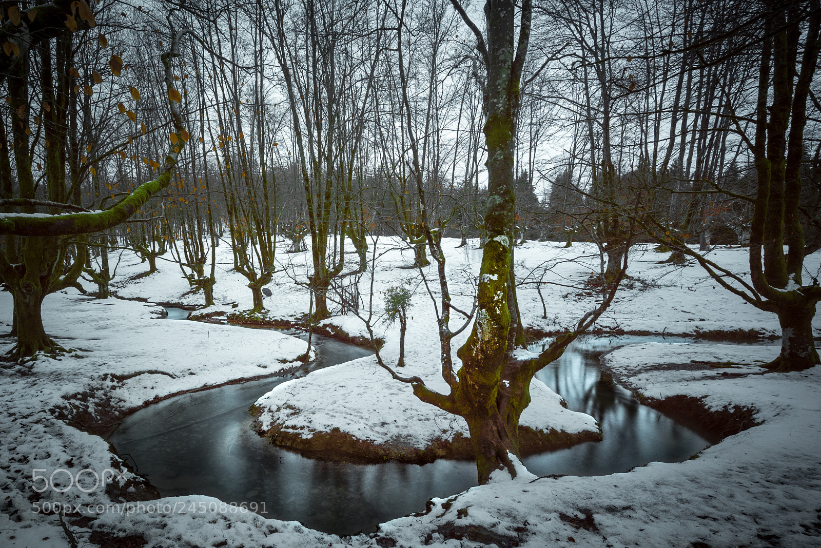 Nikon D810 sample photo. Hayedo de otzarreta nevado photography