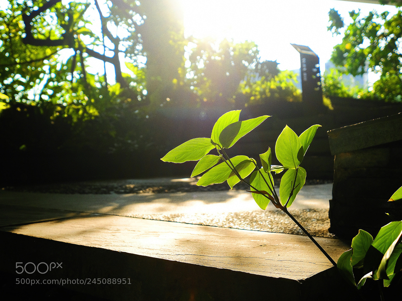 Fujifilm X-Pro2 sample photo. Life in the light photography
