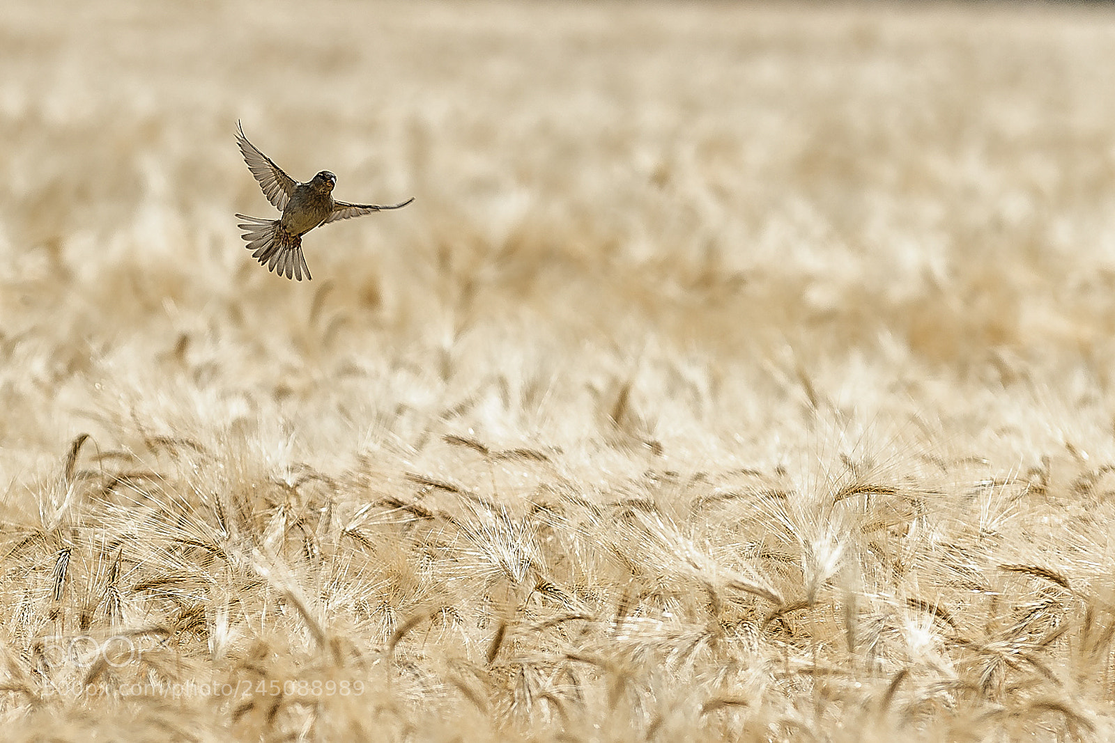 Nikon D700 sample photo. Sparrow over cornfield photography