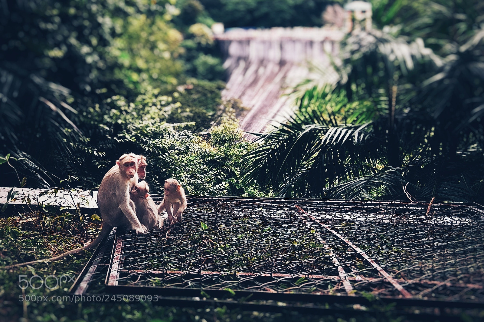 Xiaomi Redmi Note 4 sample photo. Monkey family photography