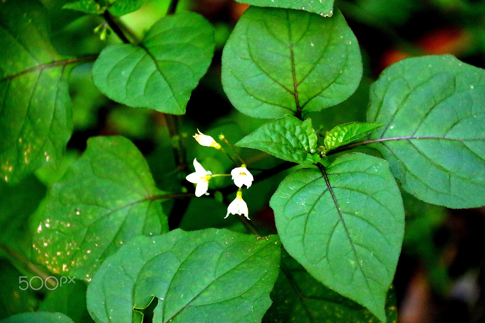 Canon EF-S 18-200mm F3.5-5.6 IS sample photo. Whites and green photography