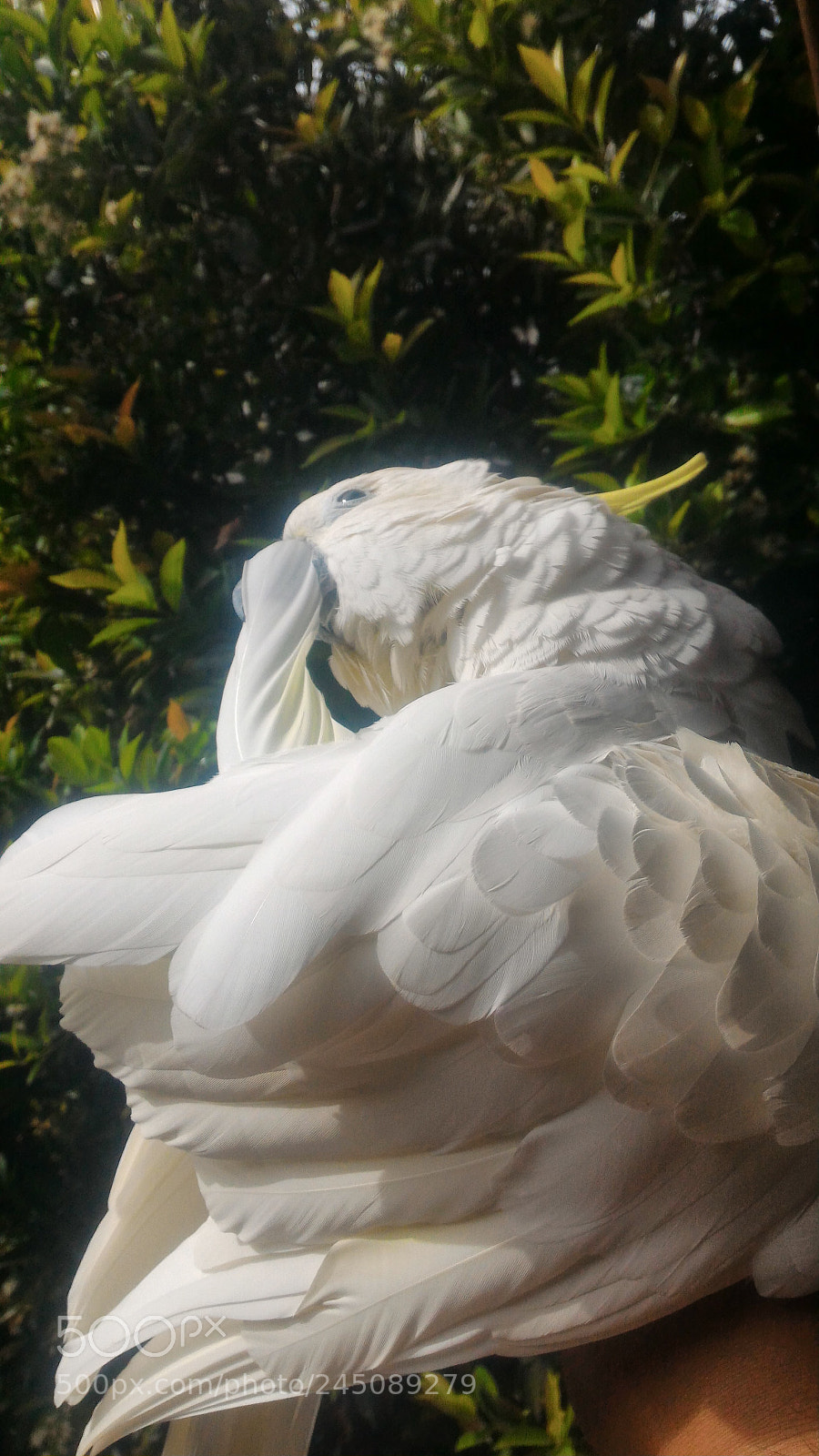 ASUS ZenFone 2 (ZE551ML) sample photo. Jpeg photography