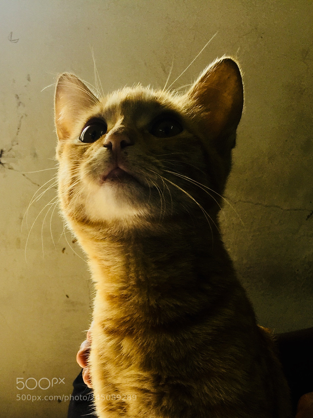 Apple iPhone 6 sample photo. Cute!! photography