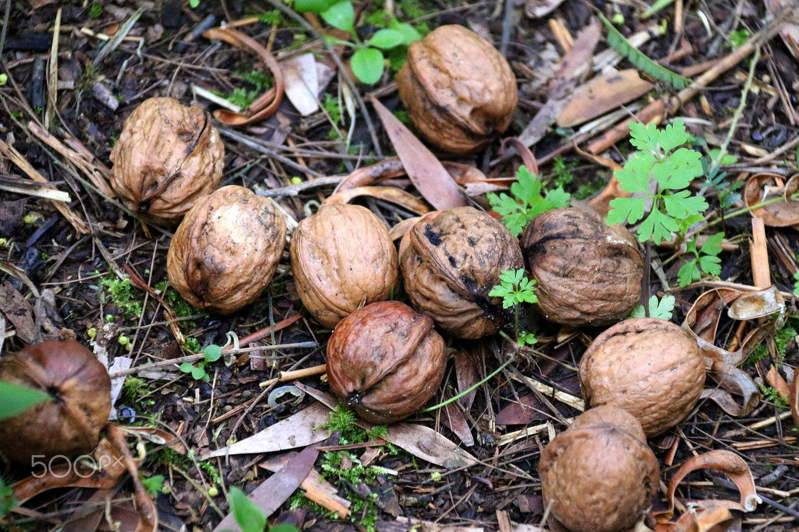 Canon EF-S 18-200mm F3.5-5.6 IS sample photo. Walnuts photography