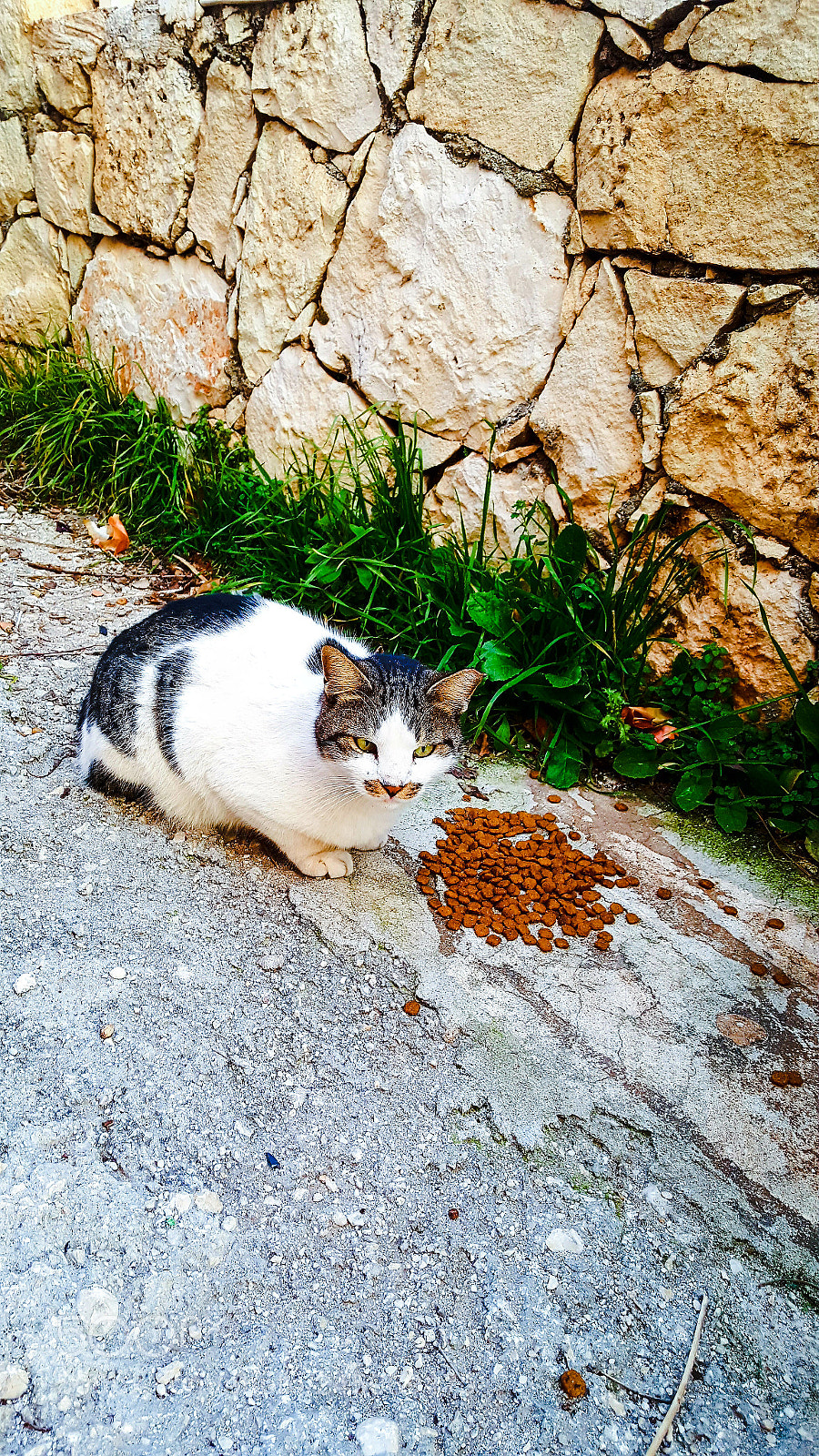 Samsung Galaxy Note5 sample photo. ~kedi~ photography