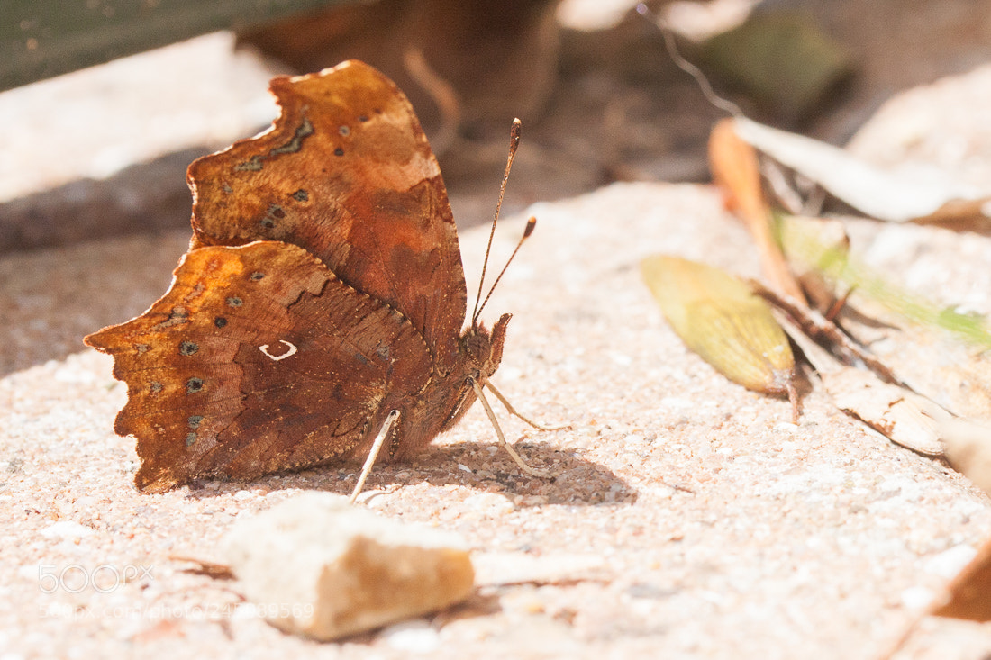 Canon EOS 40D sample photo. Butterfly photography