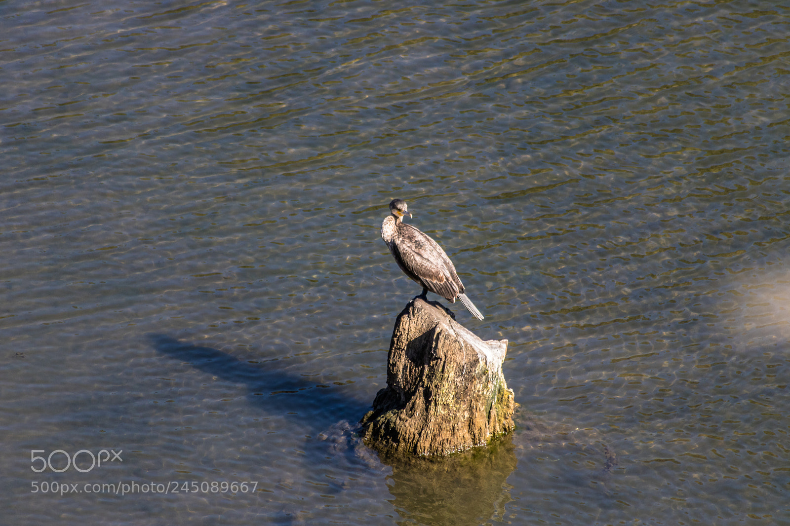 Canon EOS 750D (EOS Rebel T6i / EOS Kiss X8i) sample photo. Cormorant sunbathing photography