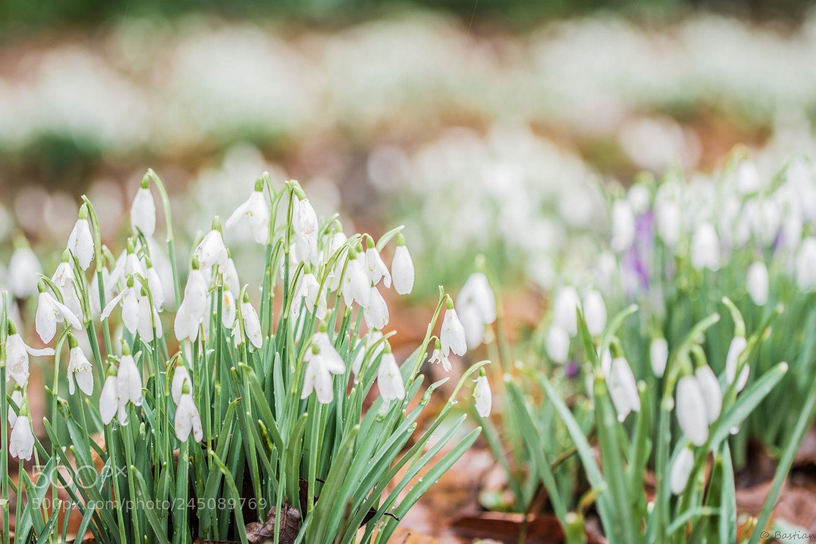 Nikon D7200 sample photo. Snowdrops! photography