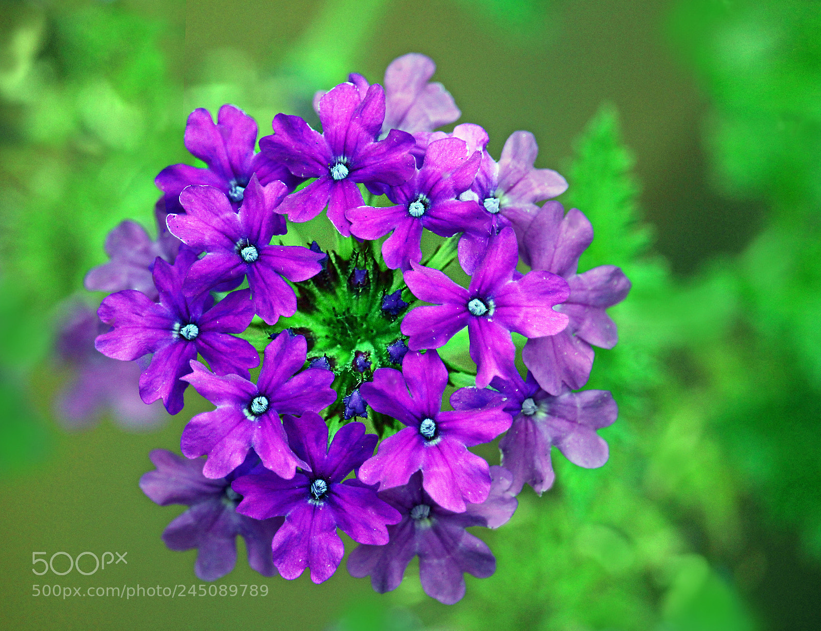 Canon EOS 700D (EOS Rebel T5i / EOS Kiss X7i) sample photo. The beauty in the photography