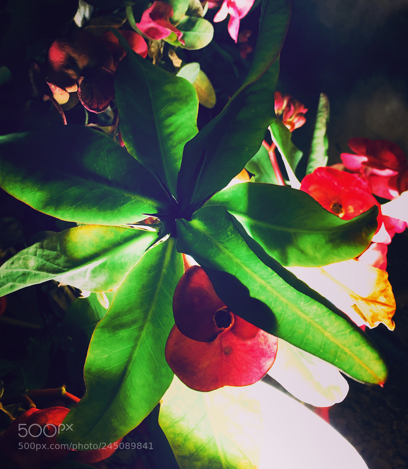 Apple iPhone 6s Plus sample photo. Untitled photography