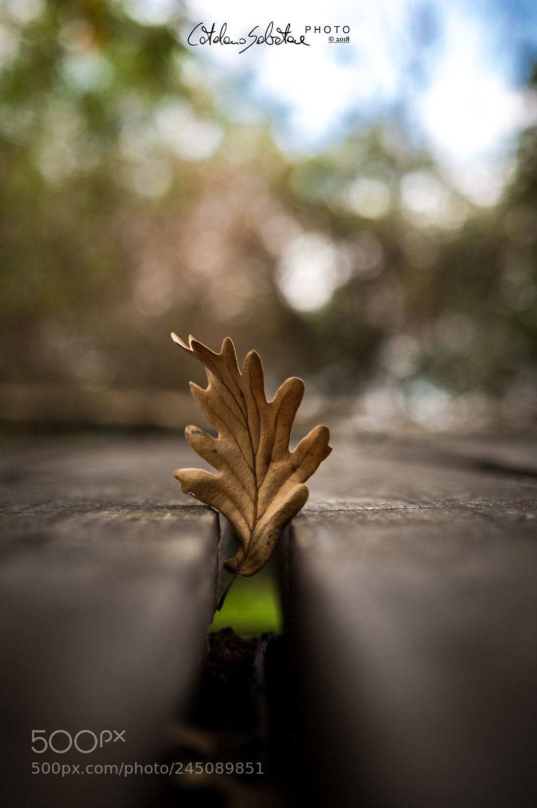 Pentax KP sample photo. Leaf photography