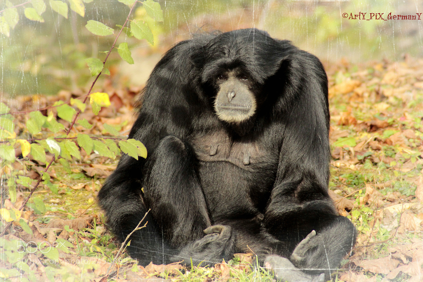 Canon EOS 1200D (EOS Rebel T5 / EOS Kiss X70 / EOS Hi) sample photo. Siamang in hellabrunn photography