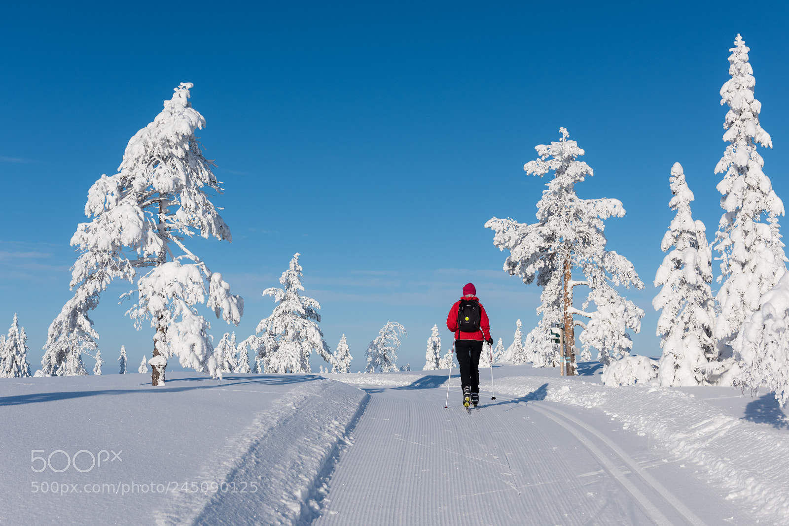 Nikon D810 sample photo. Frost photography