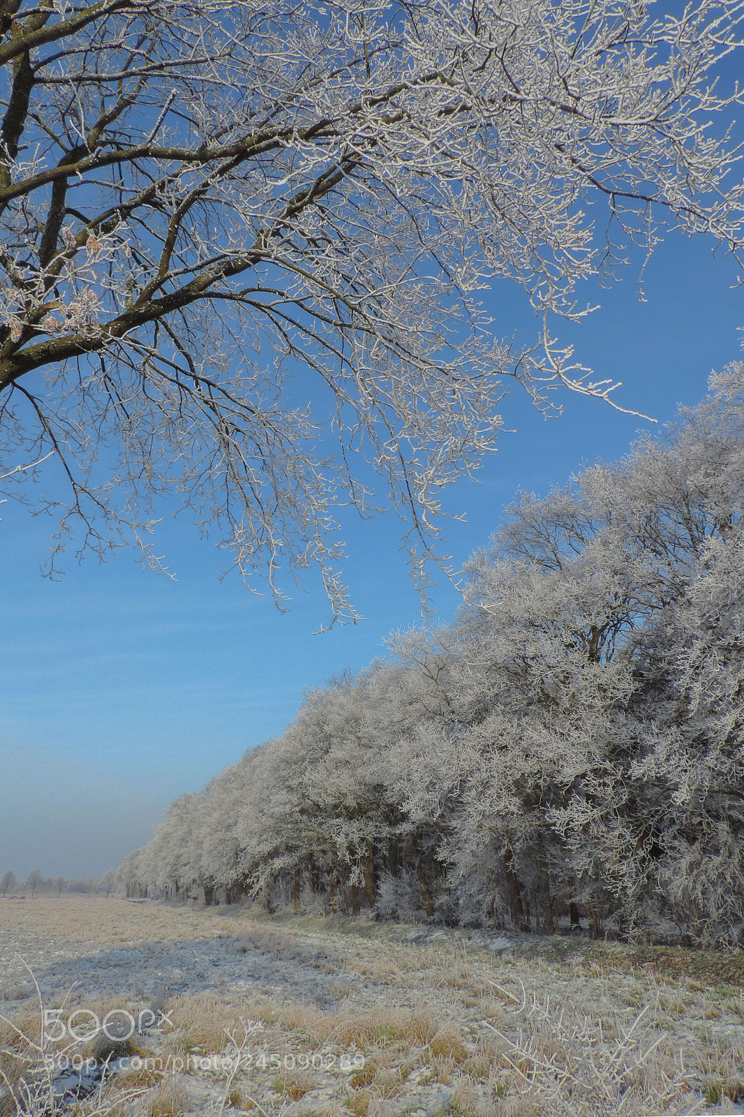 Nikon Coolpix P520 sample photo. Winter photography