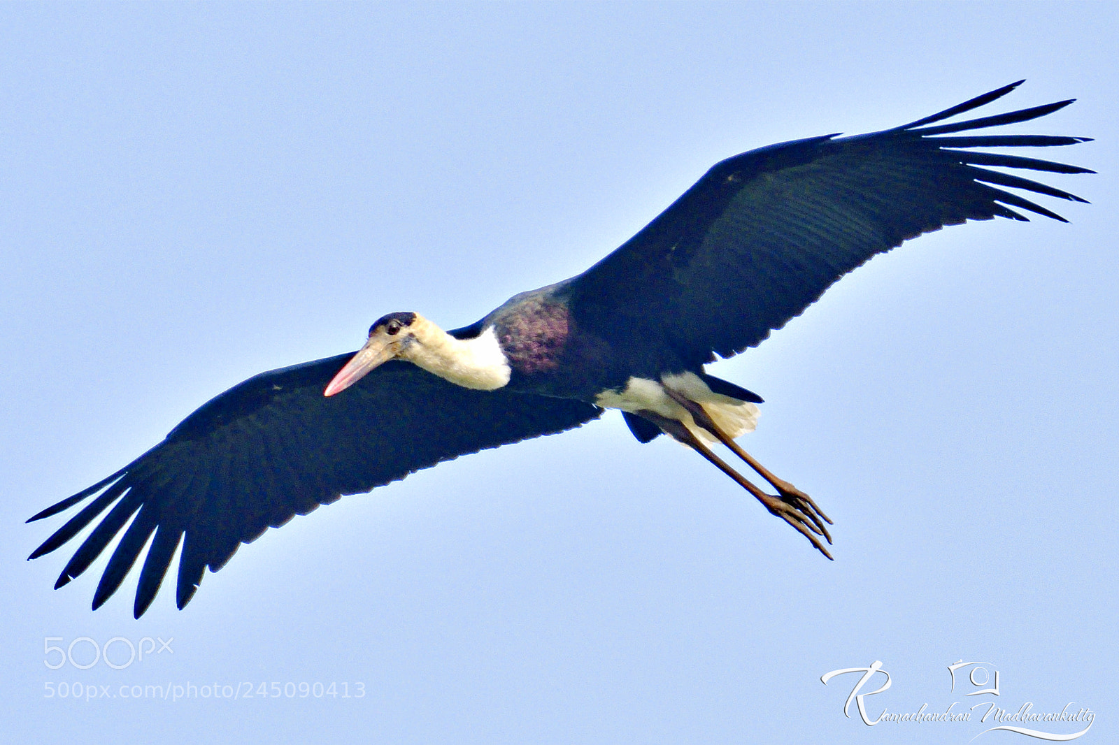 Nikon D500 sample photo. Woolly-necked stork - flight photography