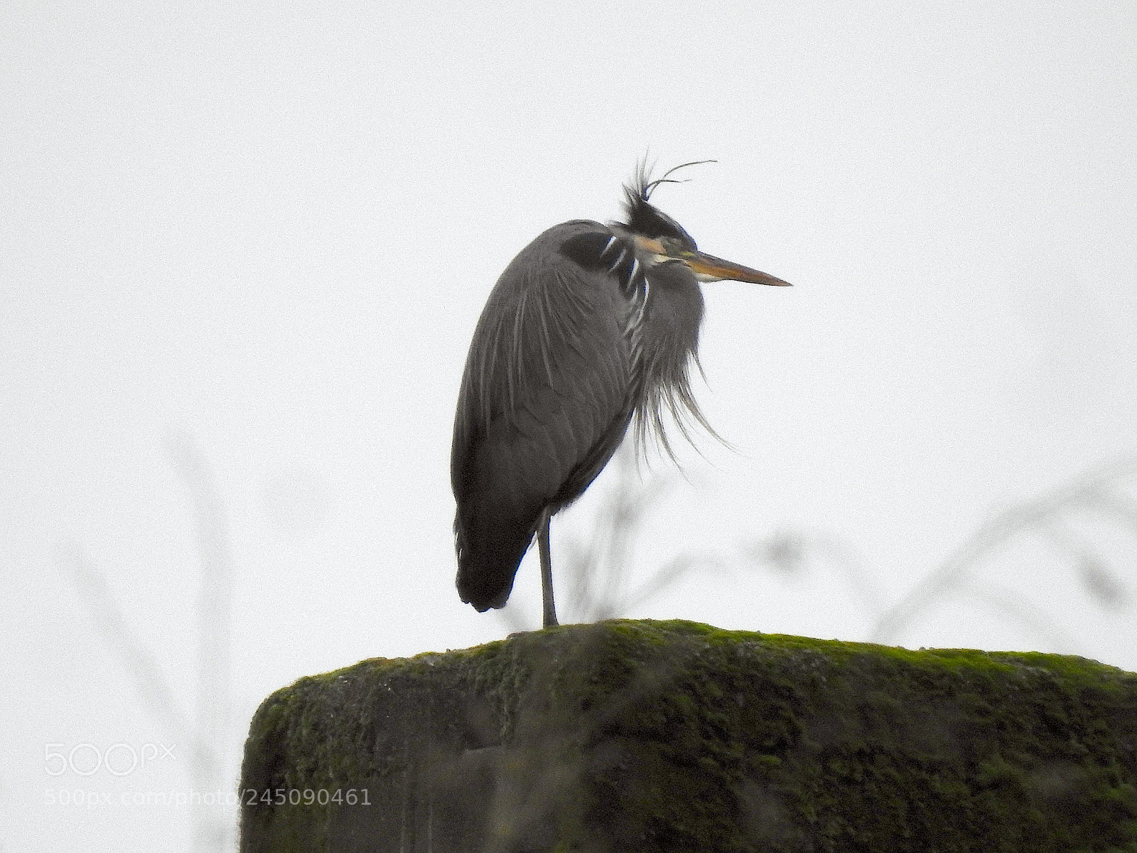 Nikon Coolpix P900 sample photo. Chimney heron photography