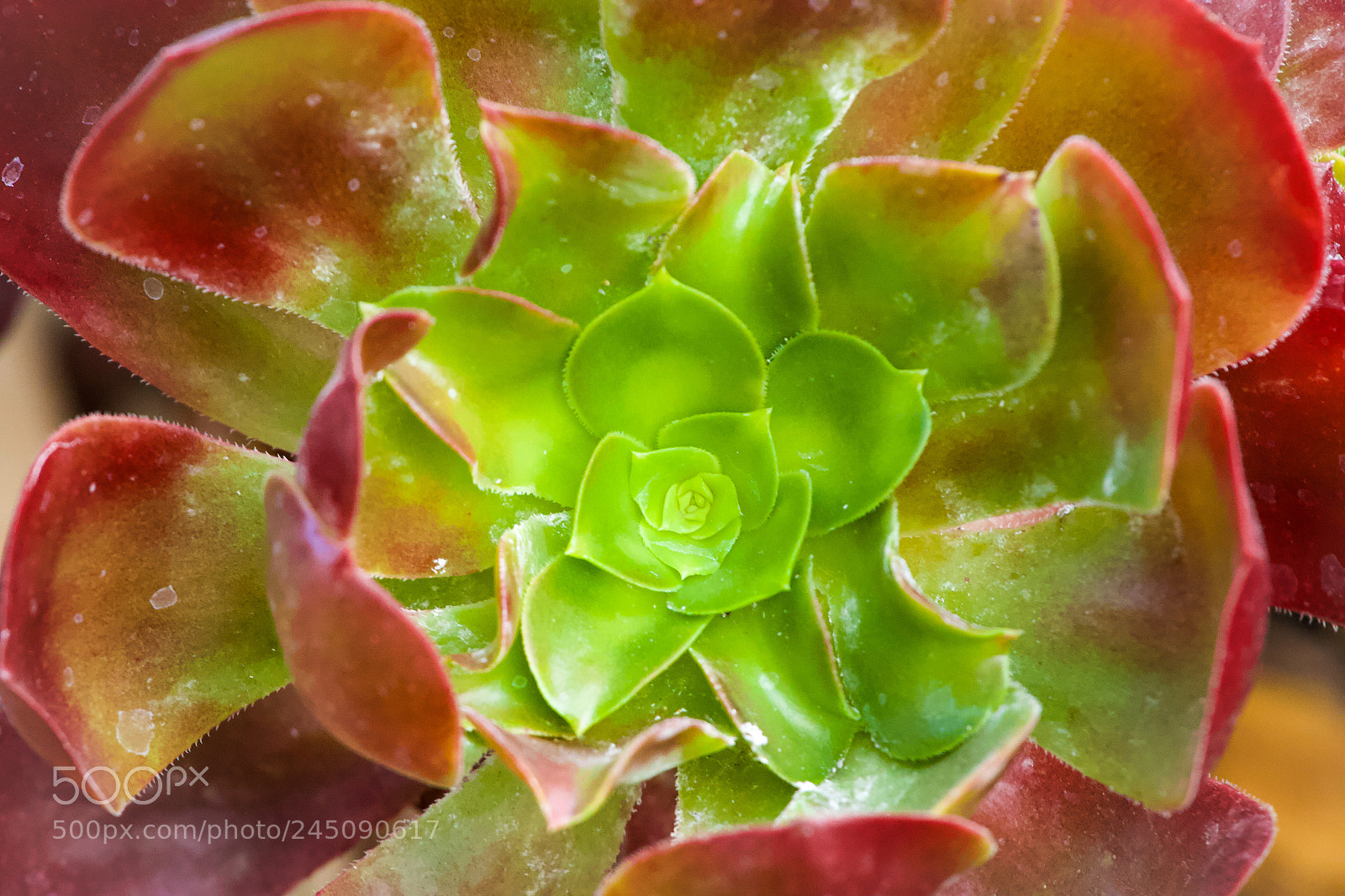 Canon EOS 50D sample photo. Experience the beauty of photography