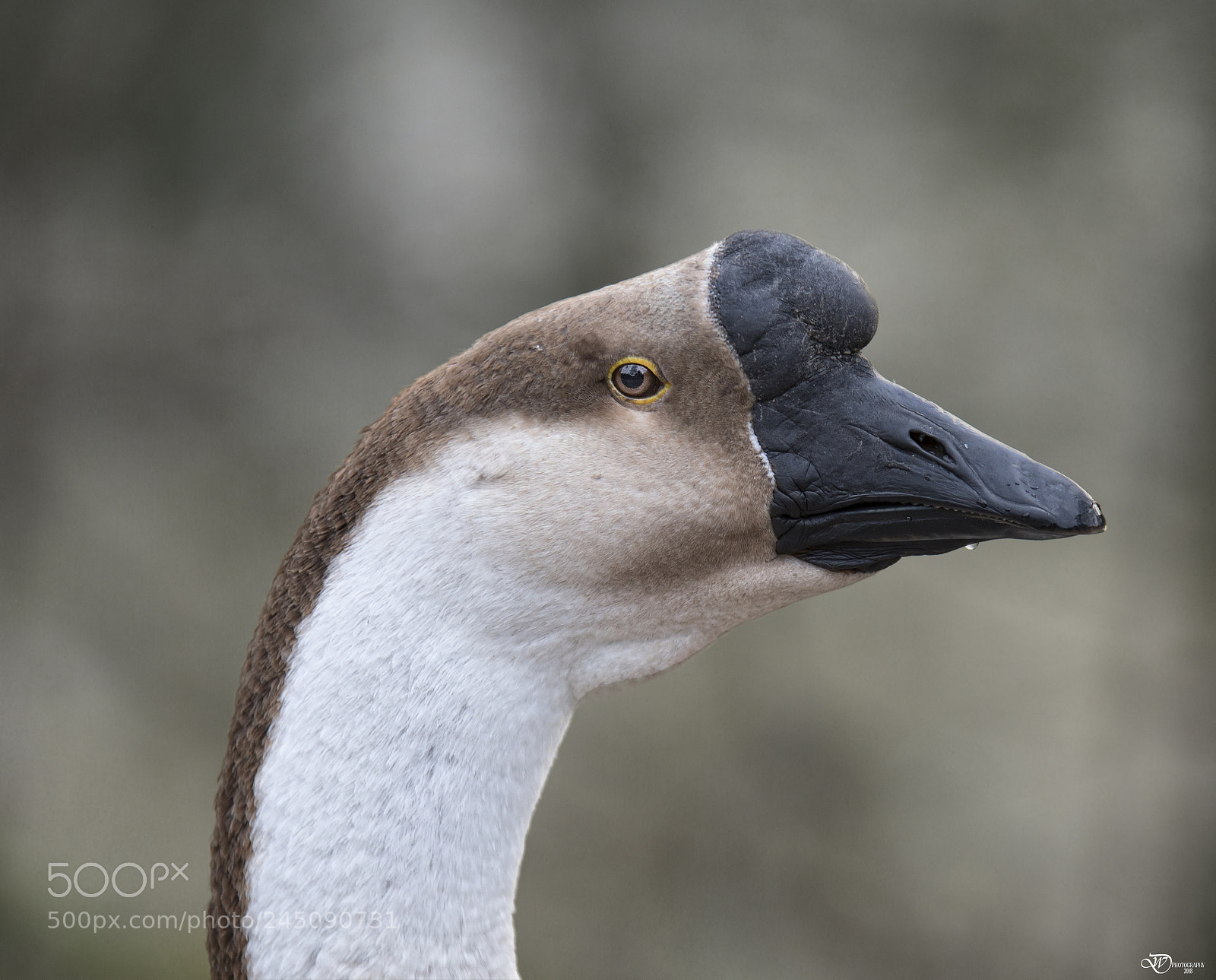 Nikon D500 sample photo. Swan goose photography