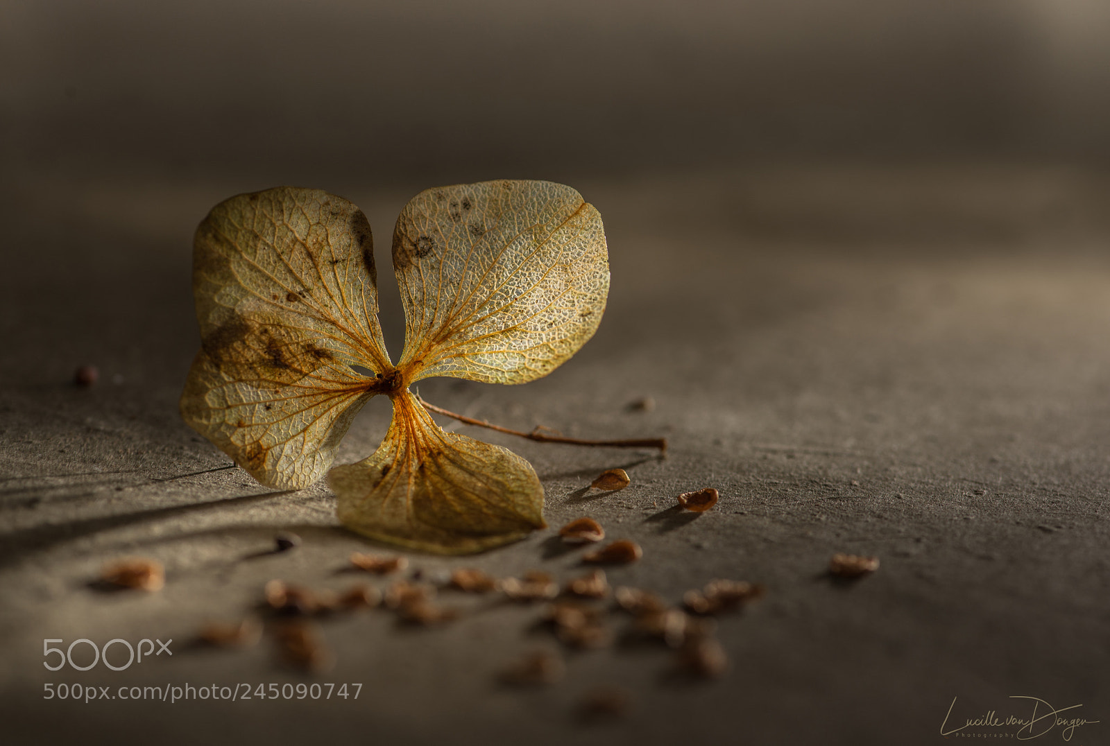 Nikon D610 sample photo. Hydrangea color version photography