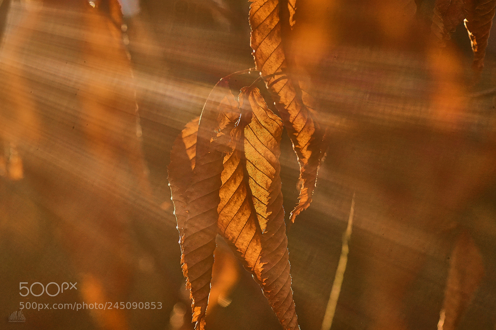 Sony ILCA-77M2 sample photo. Maple. yes, it is. photography