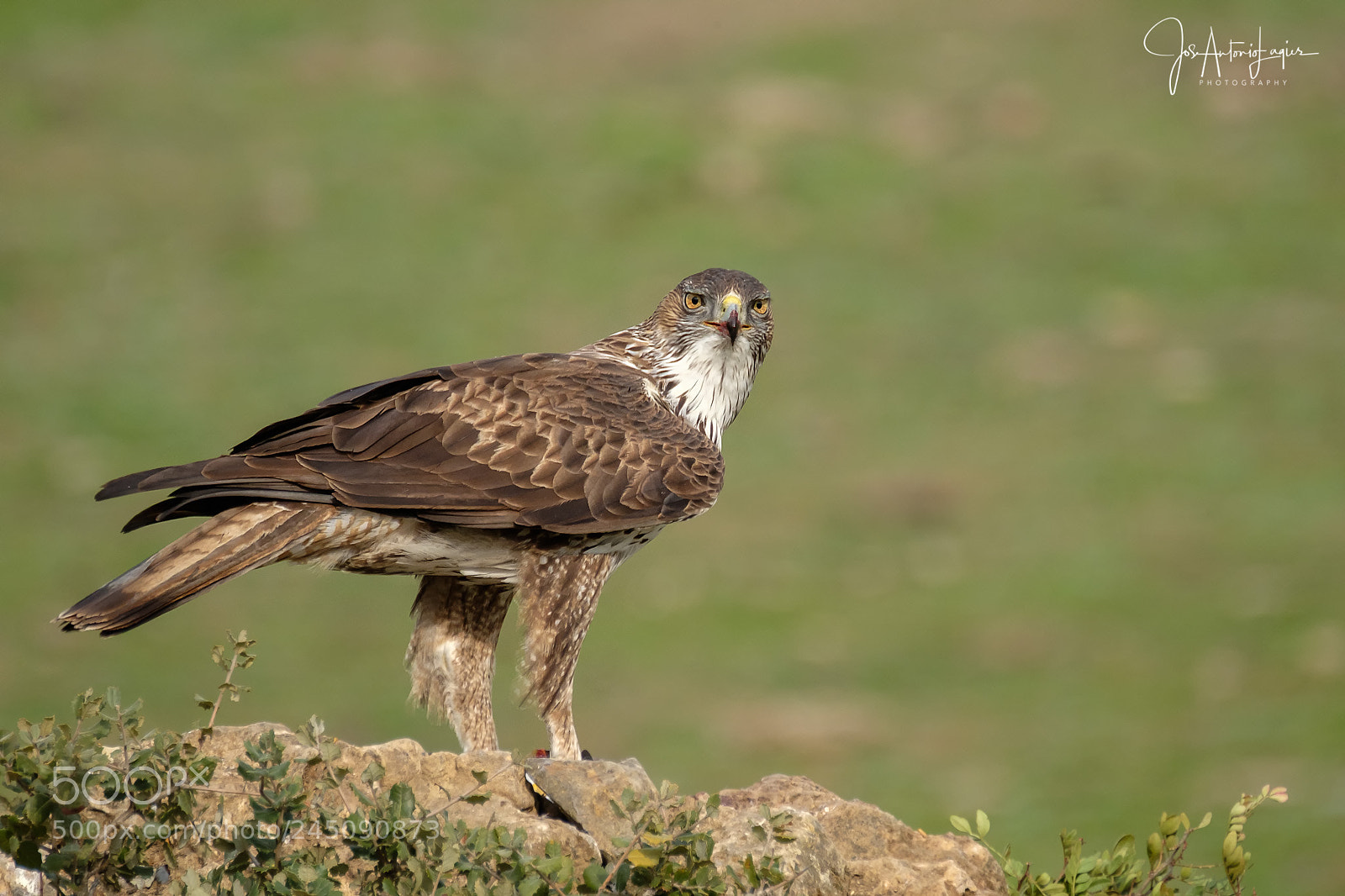 Fujifilm X-T2 sample photo. Aguila perdicera. photography