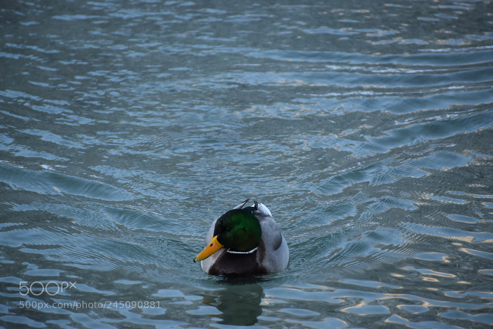 Nikon D5600 sample photo. Untitled photography