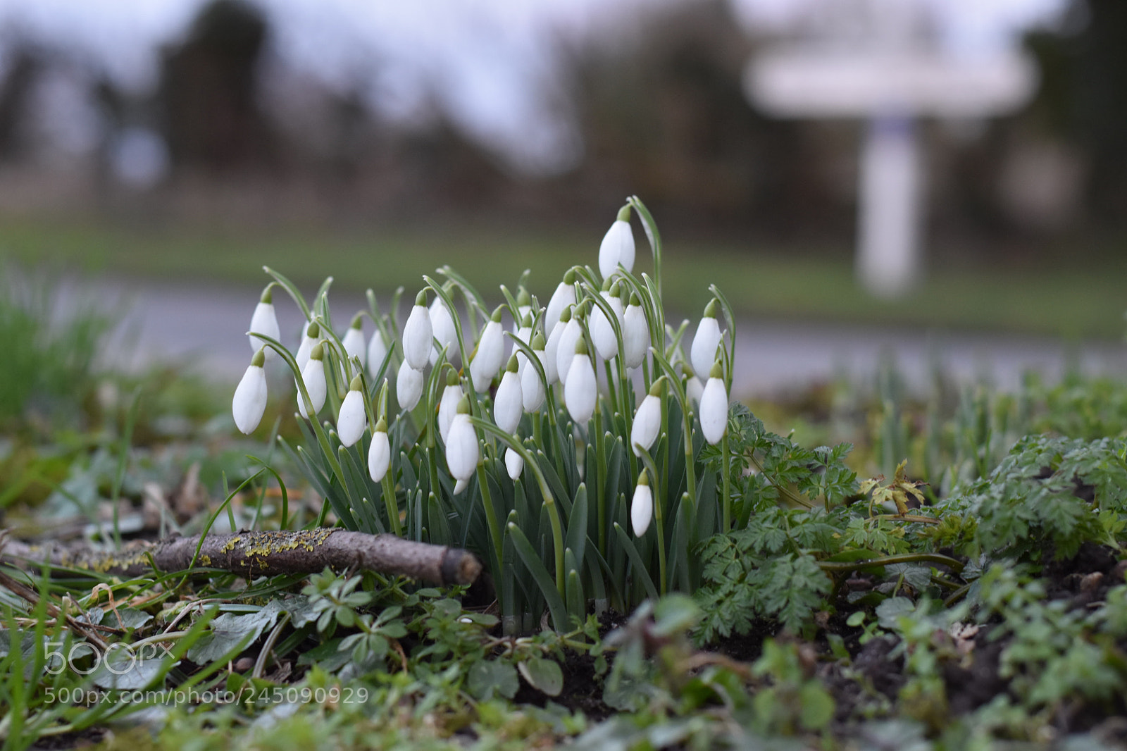 Nikon D5500 sample photo. Spring is almost here photography