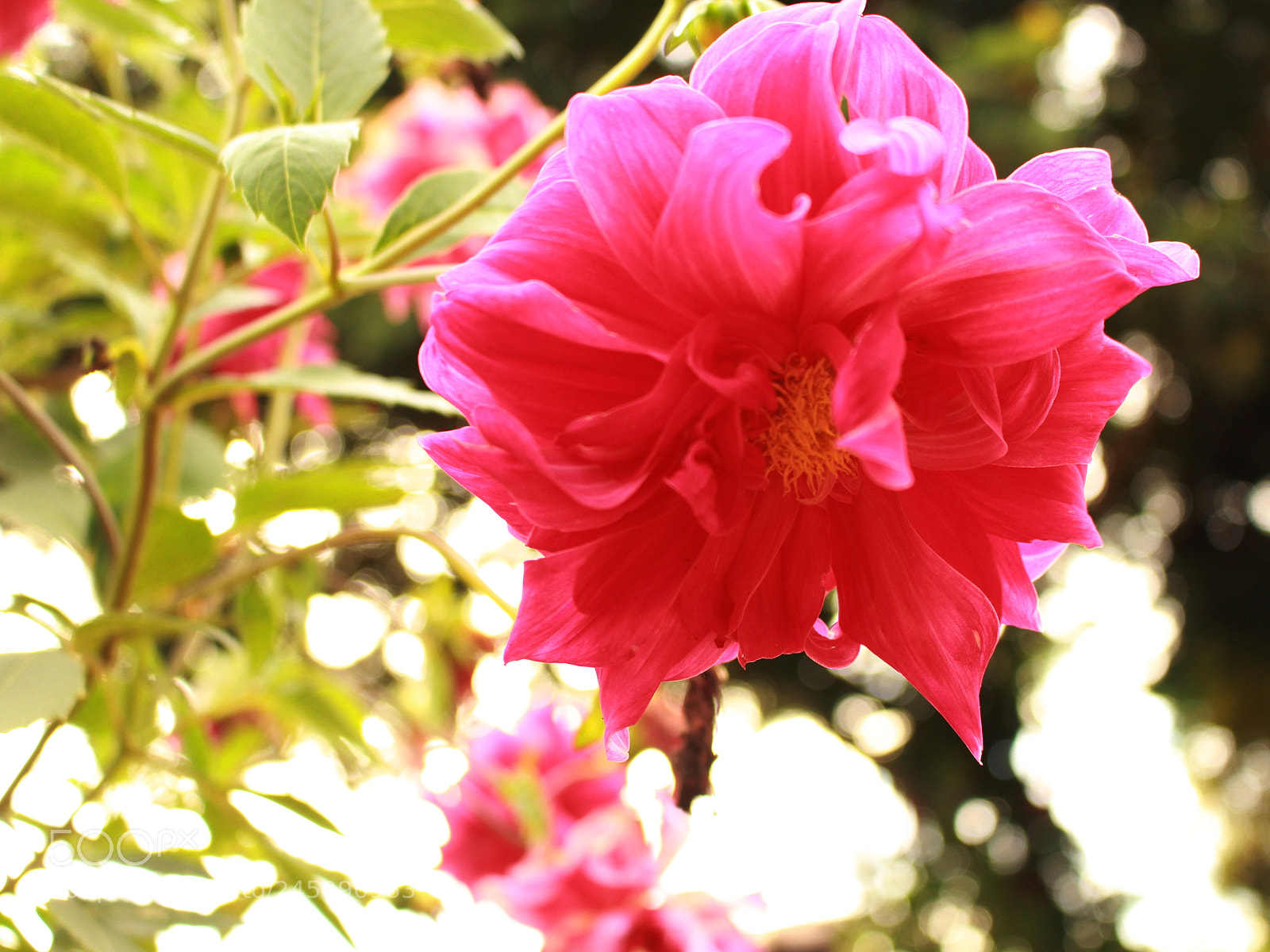 Canon EOS 700D (EOS Rebel T5i / EOS Kiss X7i) sample photo. Mom's garden flowers photography