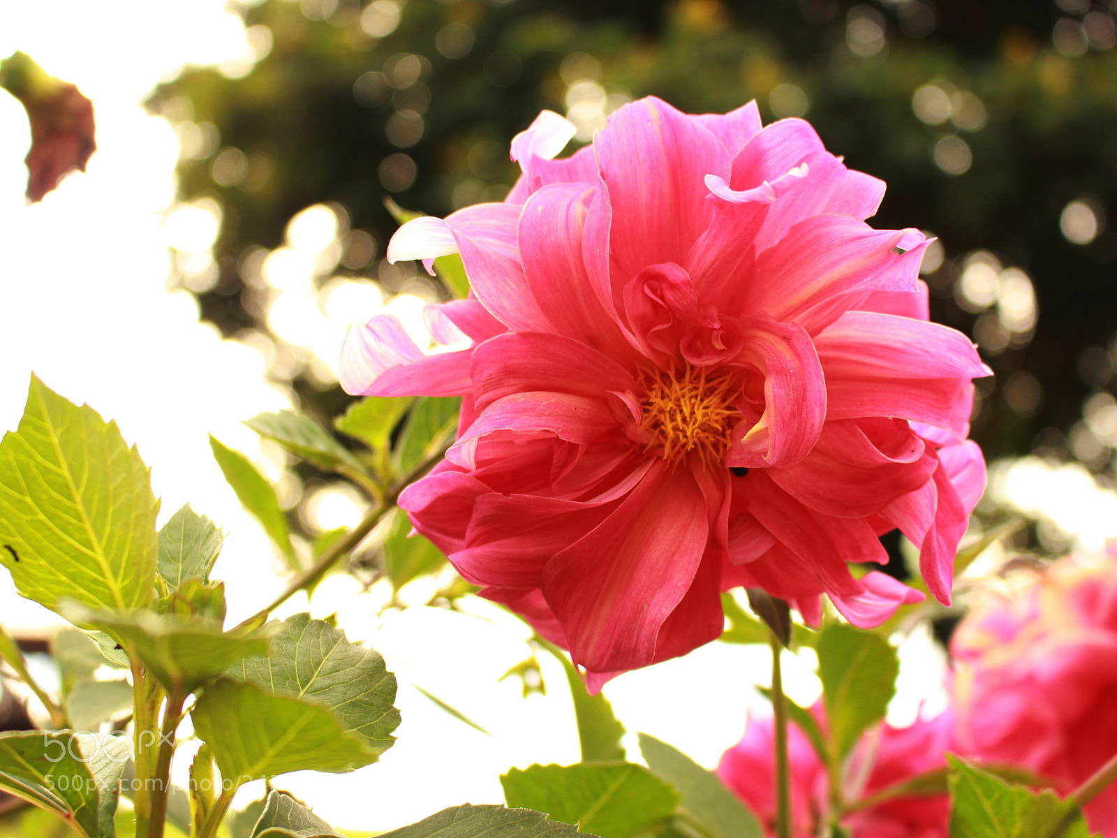 Canon EOS 700D (EOS Rebel T5i / EOS Kiss X7i) sample photo. Mom's garden flowers photography