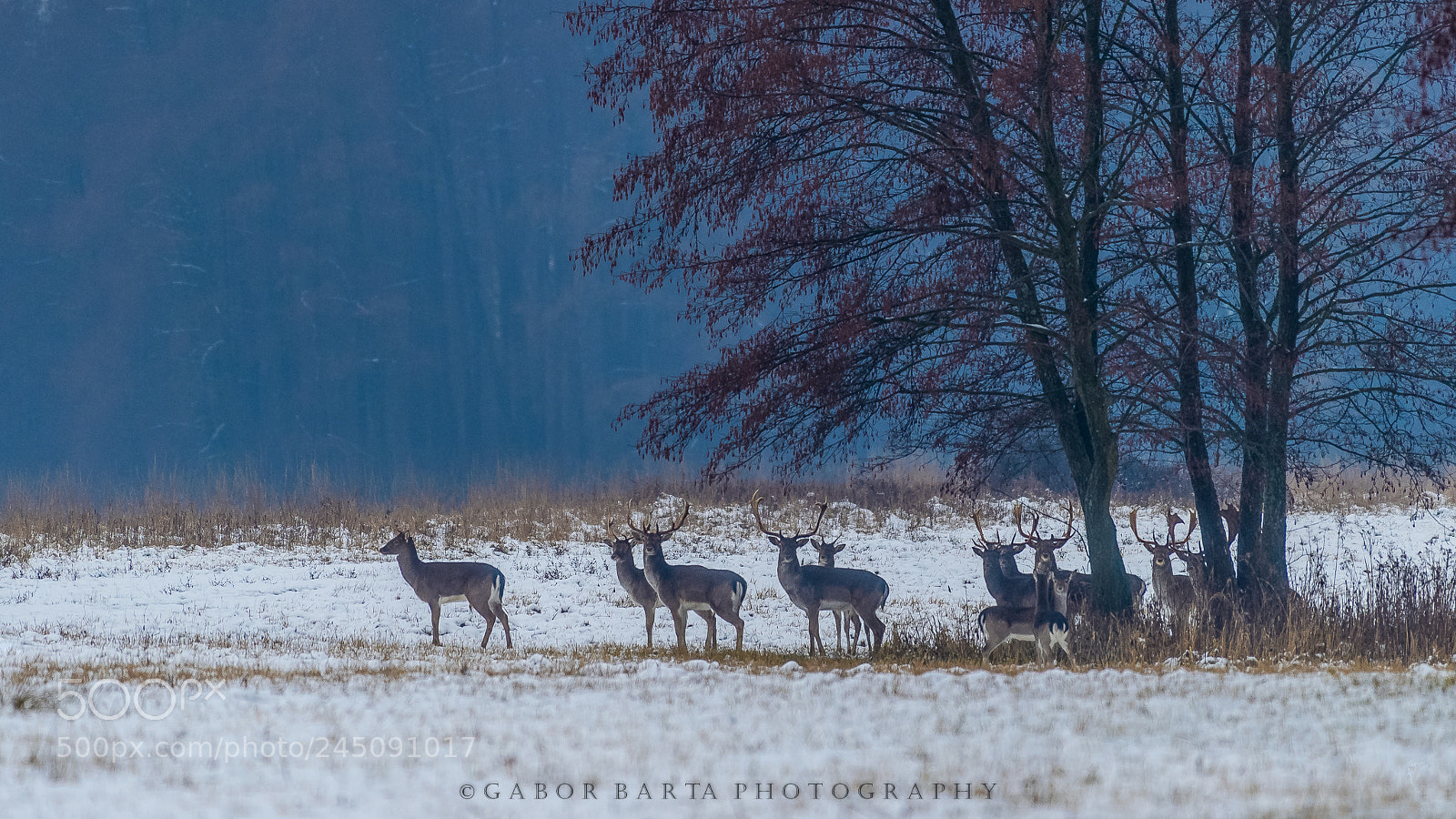 Nikon D5 sample photo. In the snow photography