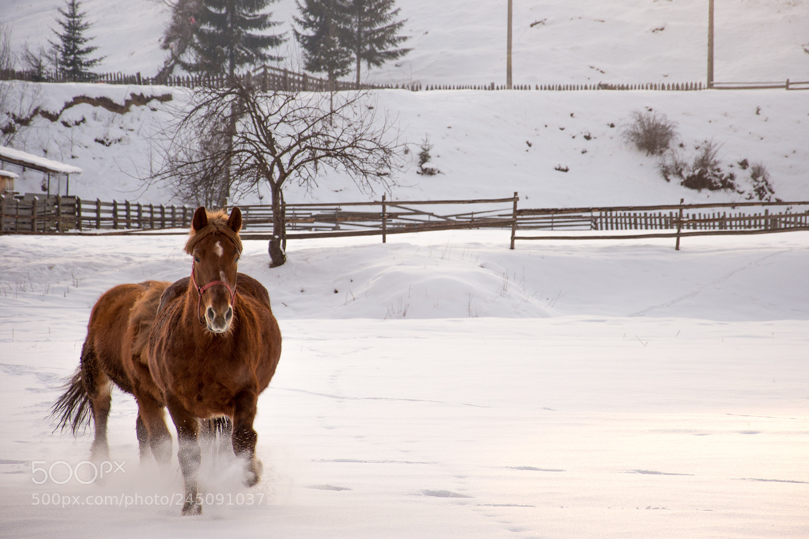Nikon D7200 sample photo. Horse gallop in the photography