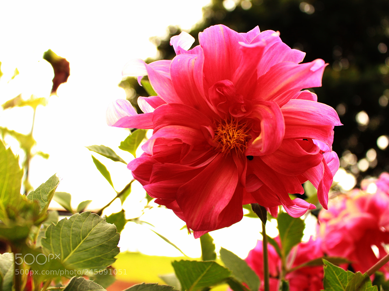 Canon EOS 700D (EOS Rebel T5i / EOS Kiss X7i) sample photo. Mom's garden flowers photography