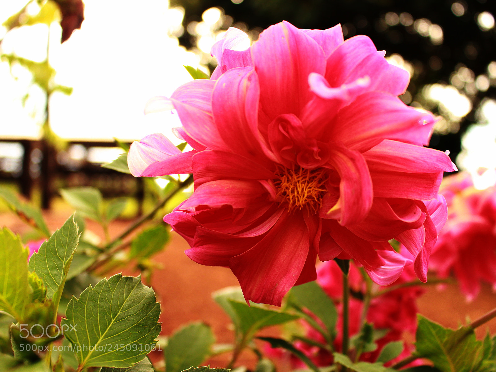 Canon EOS 700D (EOS Rebel T5i / EOS Kiss X7i) sample photo. Mom's garden flowers photography