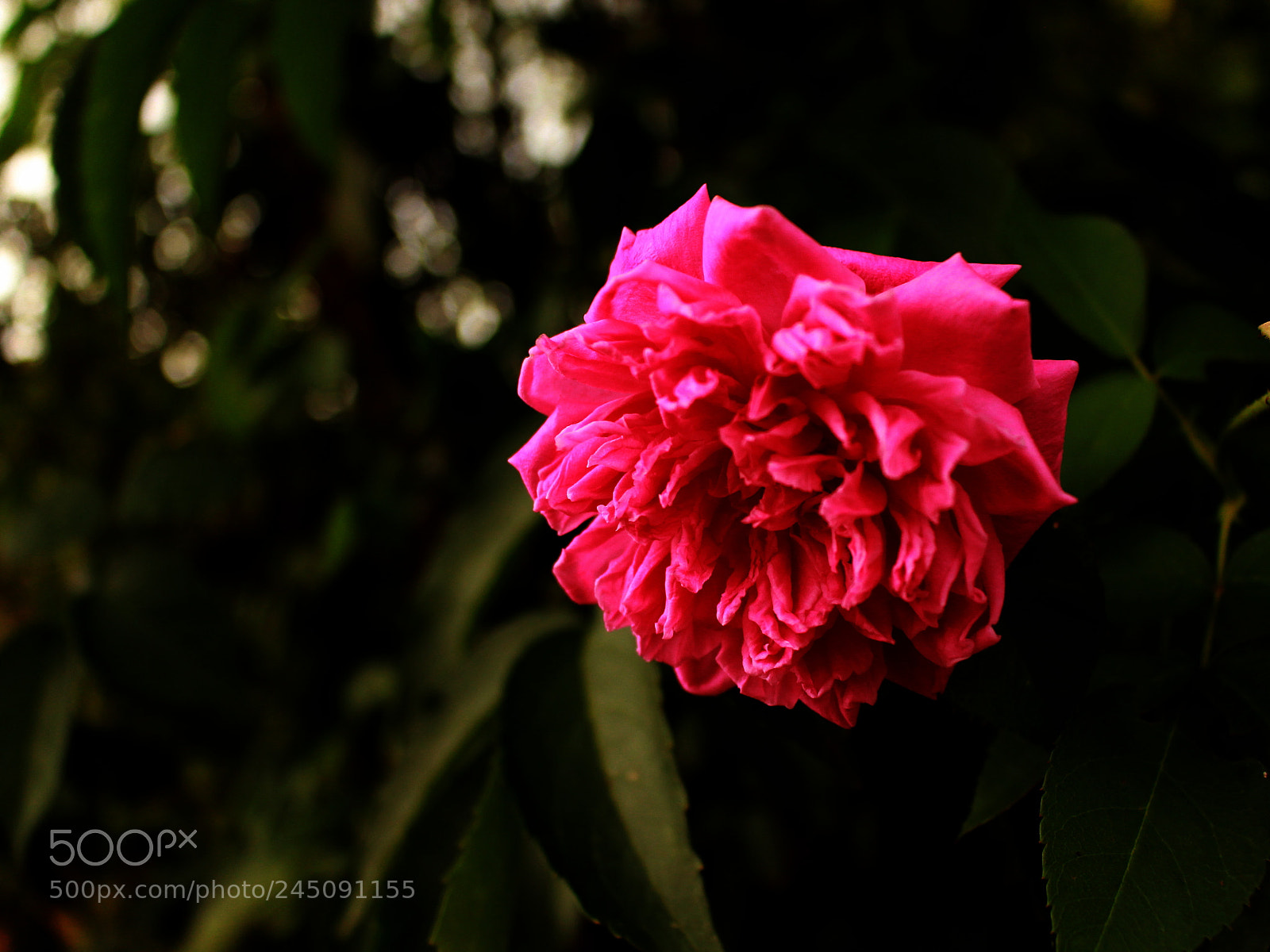 Canon EOS 700D (EOS Rebel T5i / EOS Kiss X7i) sample photo. Mom's garden flowers photography