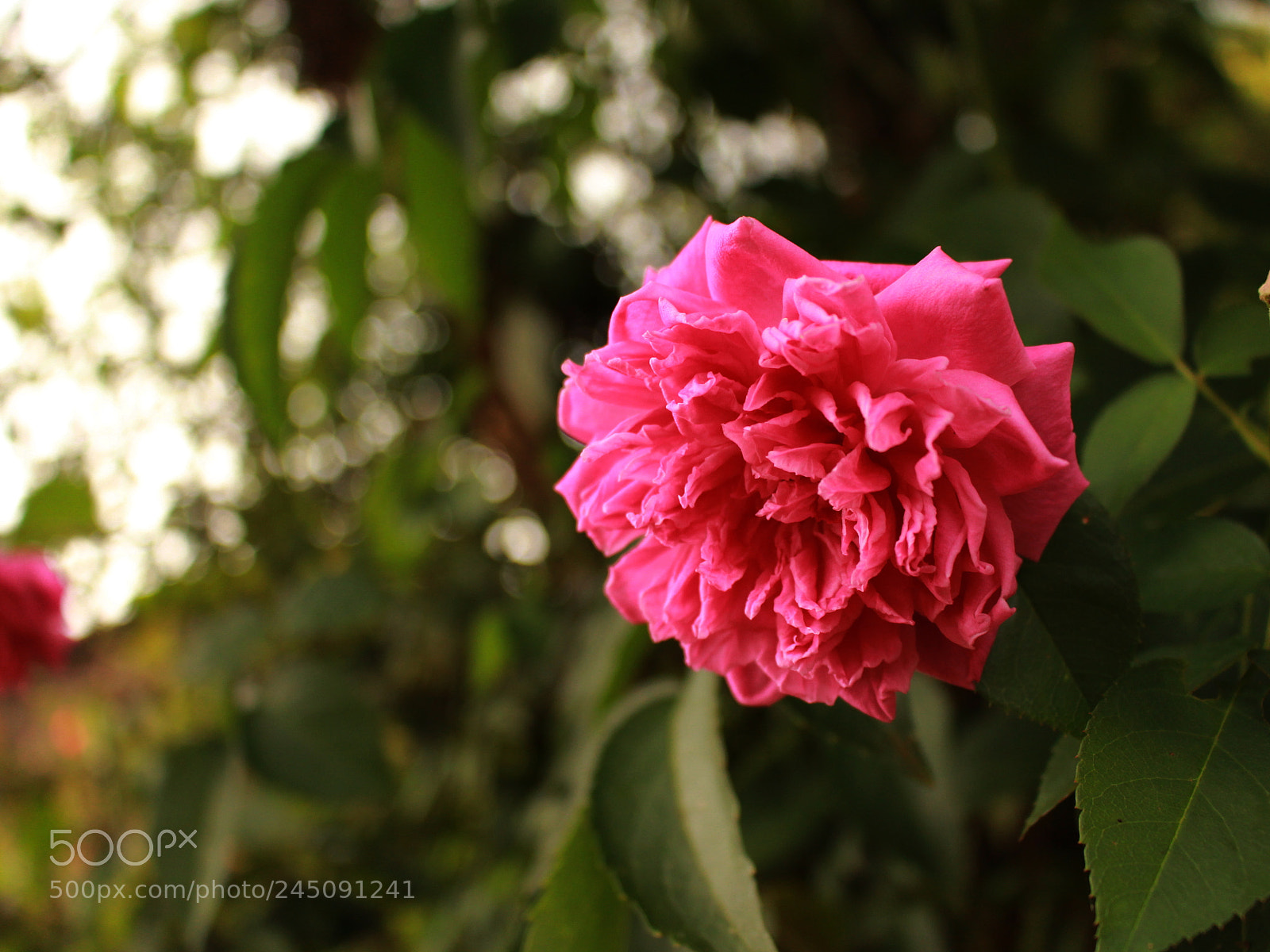 Canon EOS 700D (EOS Rebel T5i / EOS Kiss X7i) sample photo. Mom's garden flowers photography