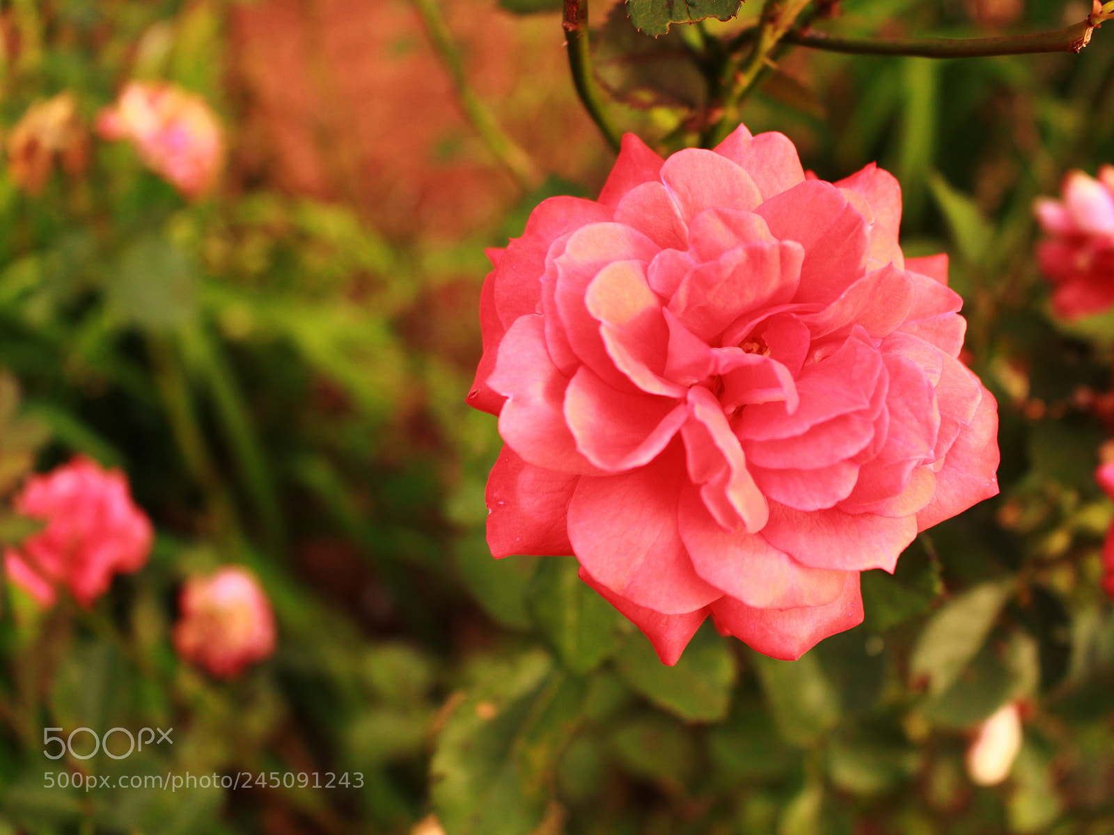 Canon EOS 700D (EOS Rebel T5i / EOS Kiss X7i) sample photo. Mom's garden flowers photography