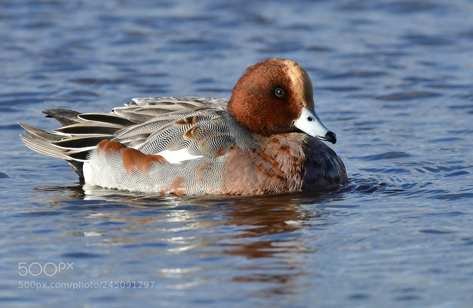 Nikon D500 + Nikon AF-S Nikkor 500mm F4G ED VR sample photo. Smient photography