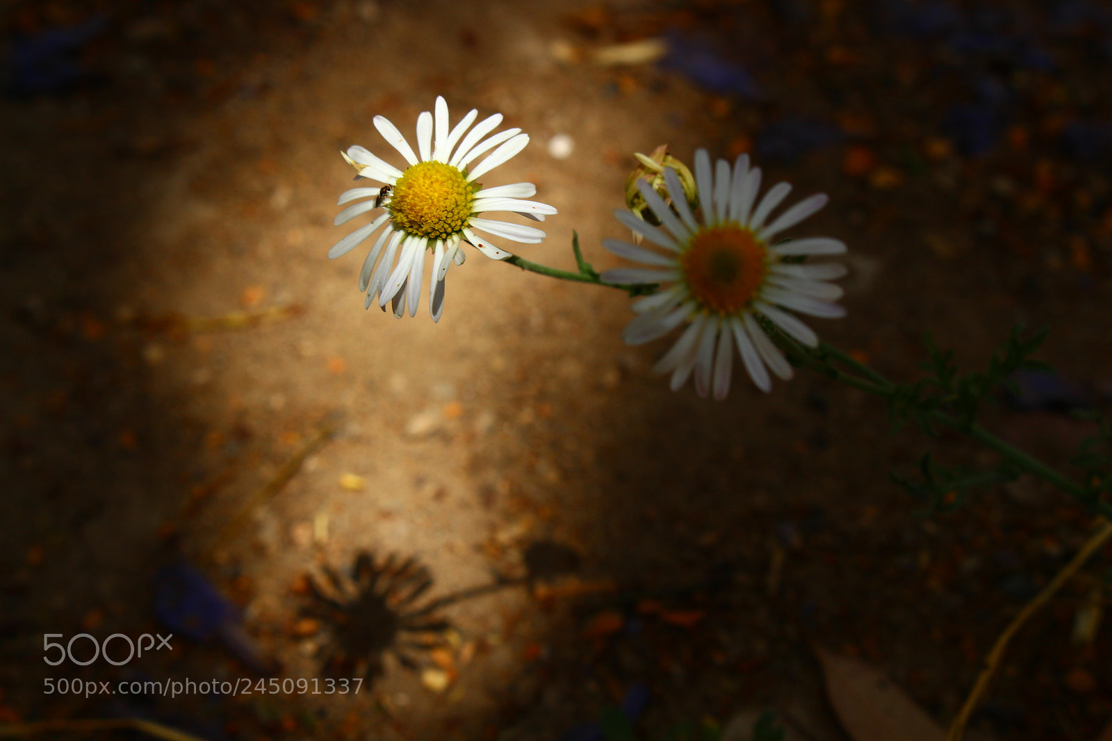 Canon EOS 700D (EOS Rebel T5i / EOS Kiss X7i) sample photo. Sombras photography