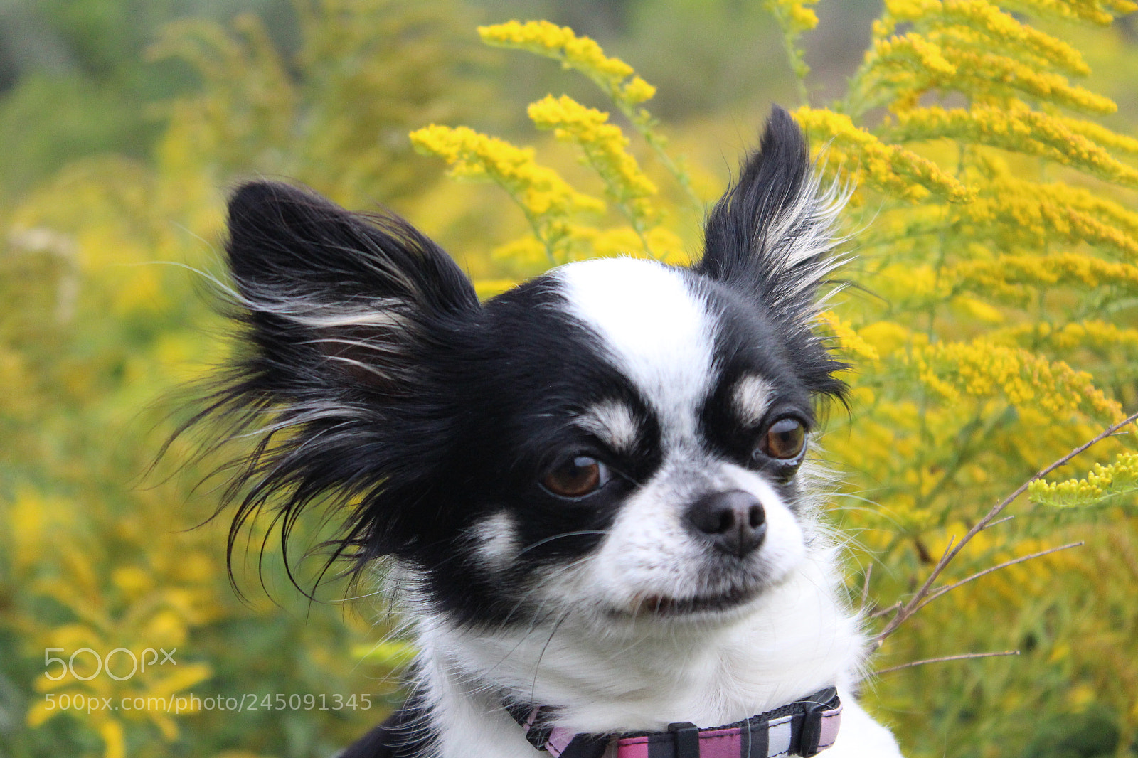 Canon EOS 650D (EOS Rebel T4i / EOS Kiss X6i) sample photo. Chihuahua photography