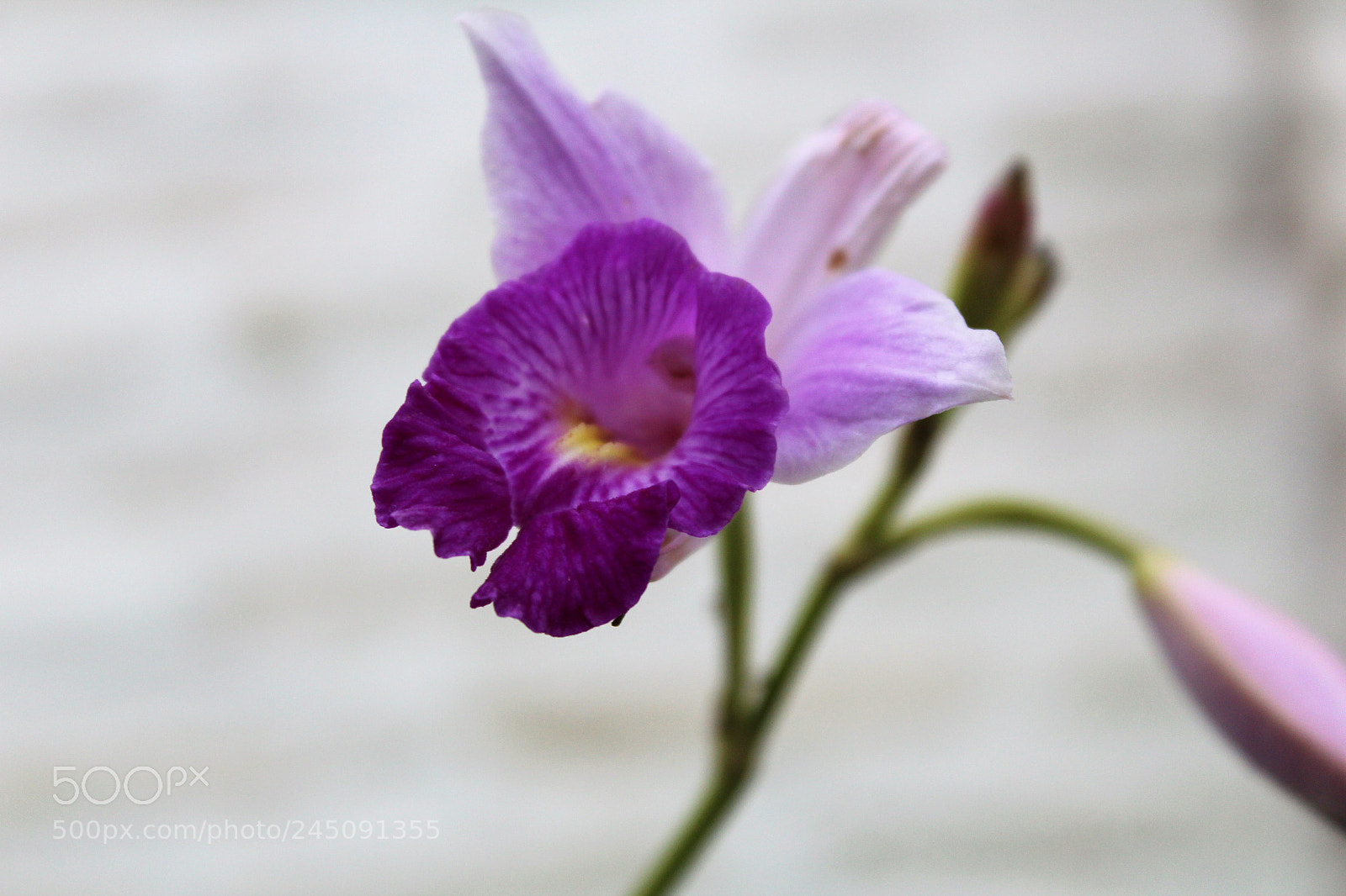 Canon EOS 1200D (EOS Rebel T5 / EOS Kiss X70 / EOS Hi) sample photo. Orchid bamboo!!! photography