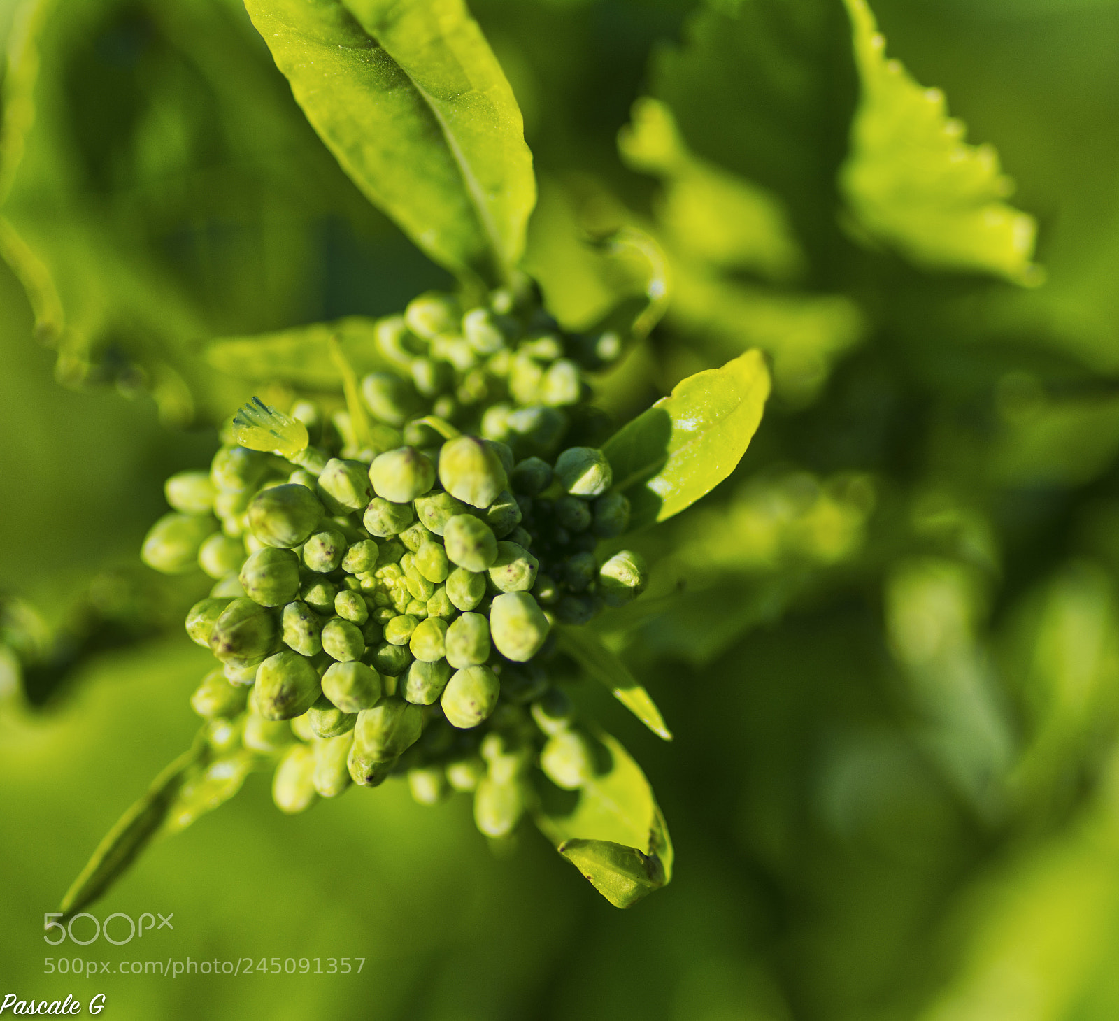 Nikon D7100 sample photo. All green photography