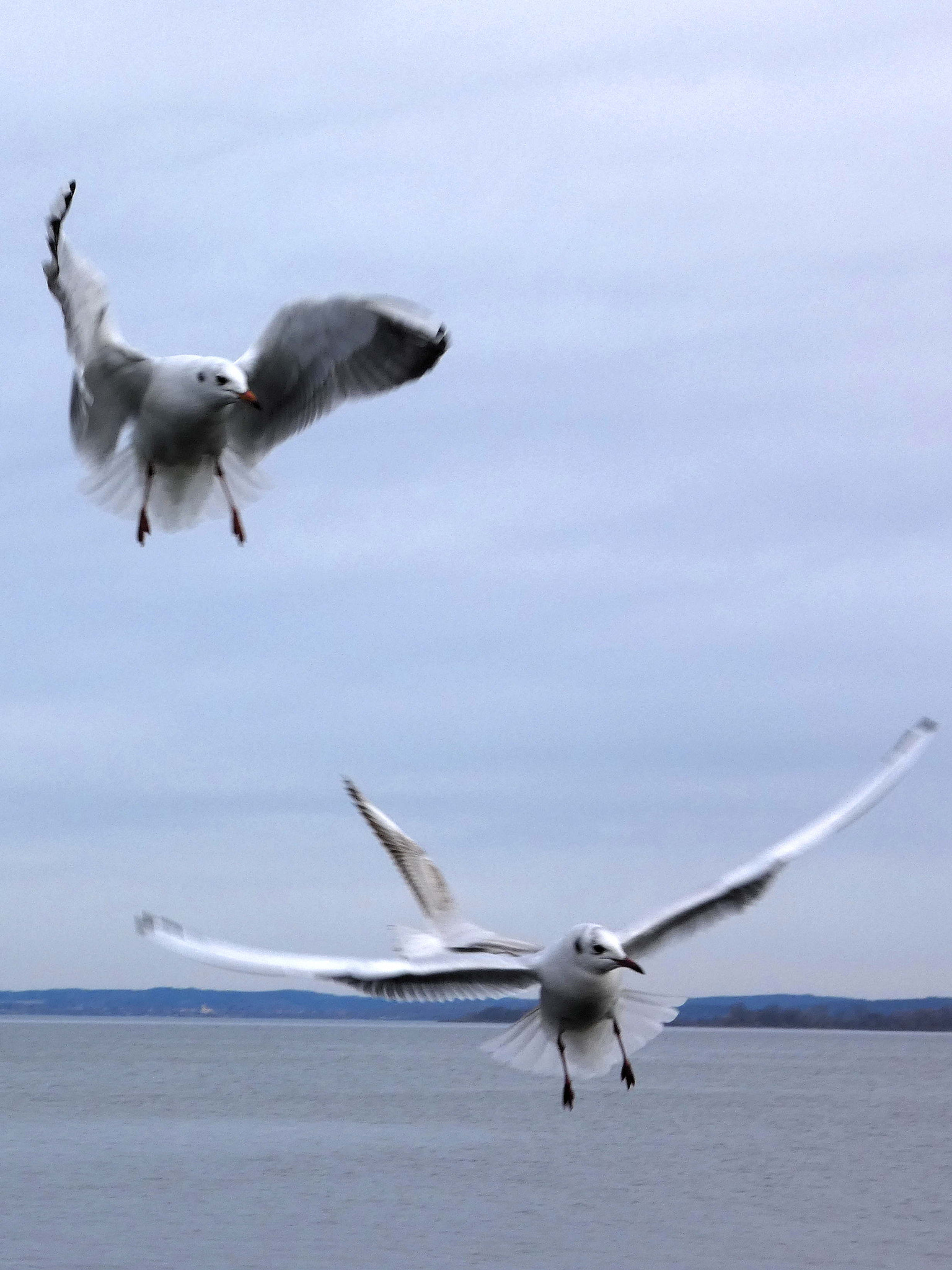 Panasonic DC-FZ83 sample photo. Prepare for landing photography