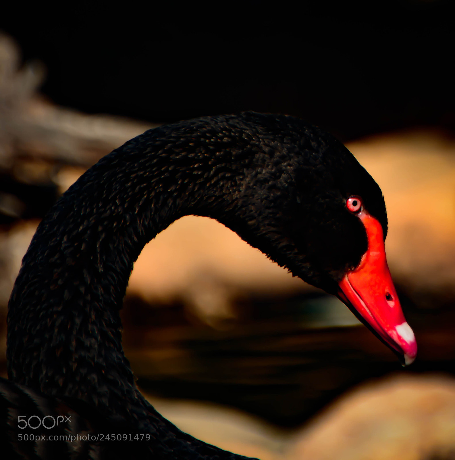 Nikon D7100 sample photo. Black and red photography
