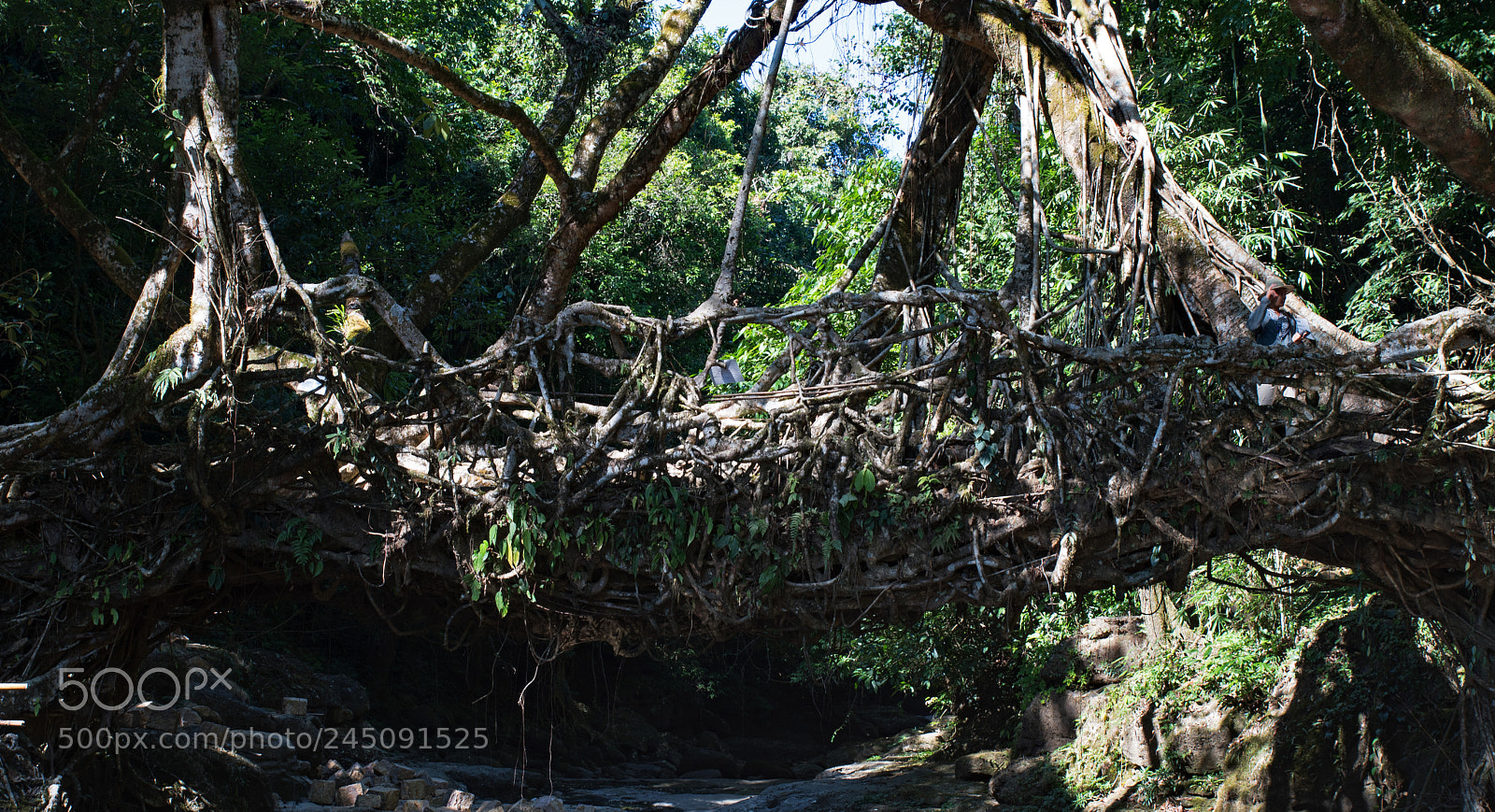 Nikon D500 sample photo. Live root bridge photography