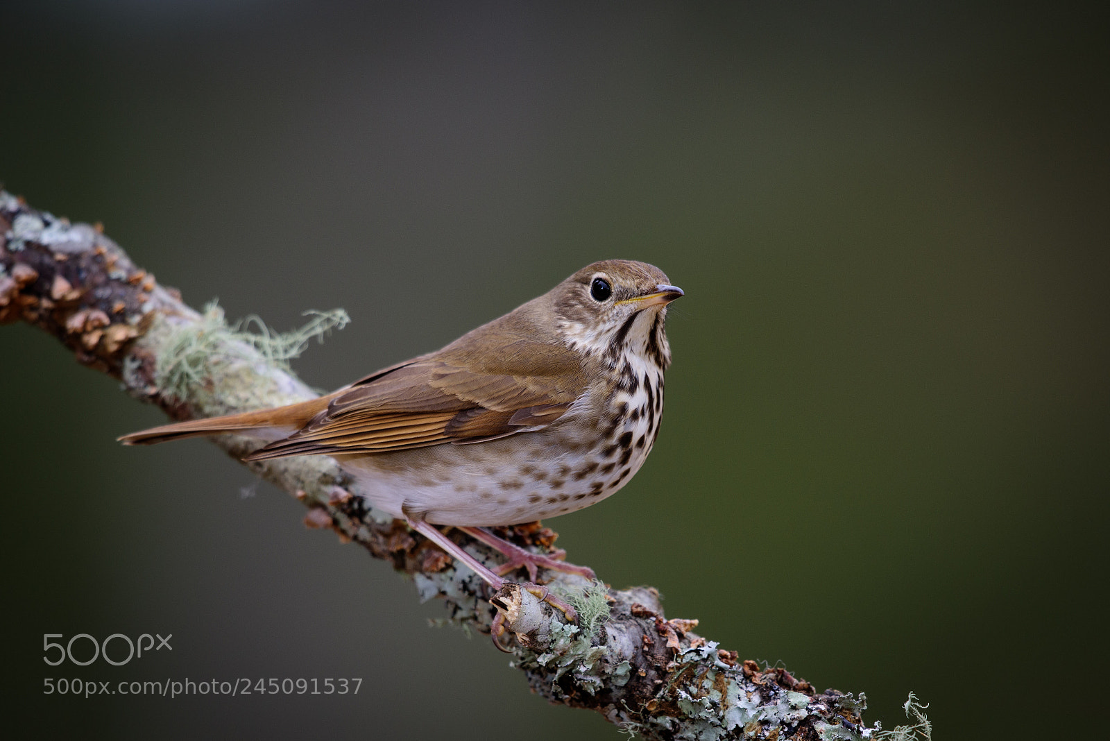 Nikon D810 sample photo. Hermit thrush photography