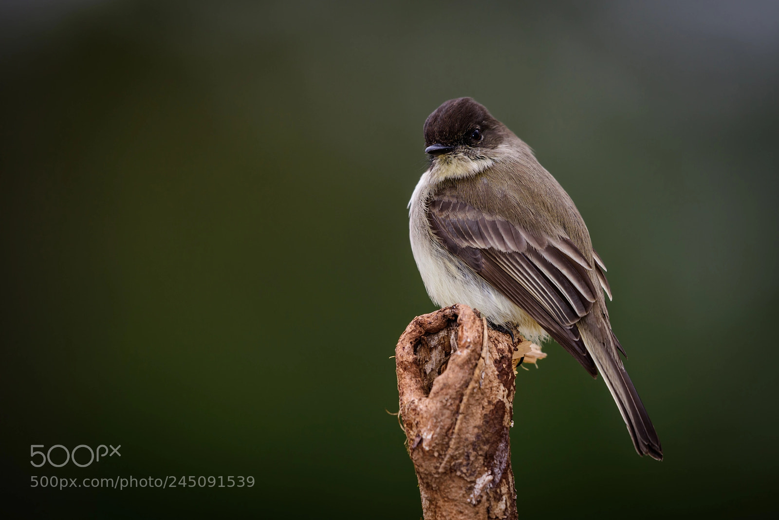 Nikon D810 sample photo. Eastern phoebe photography