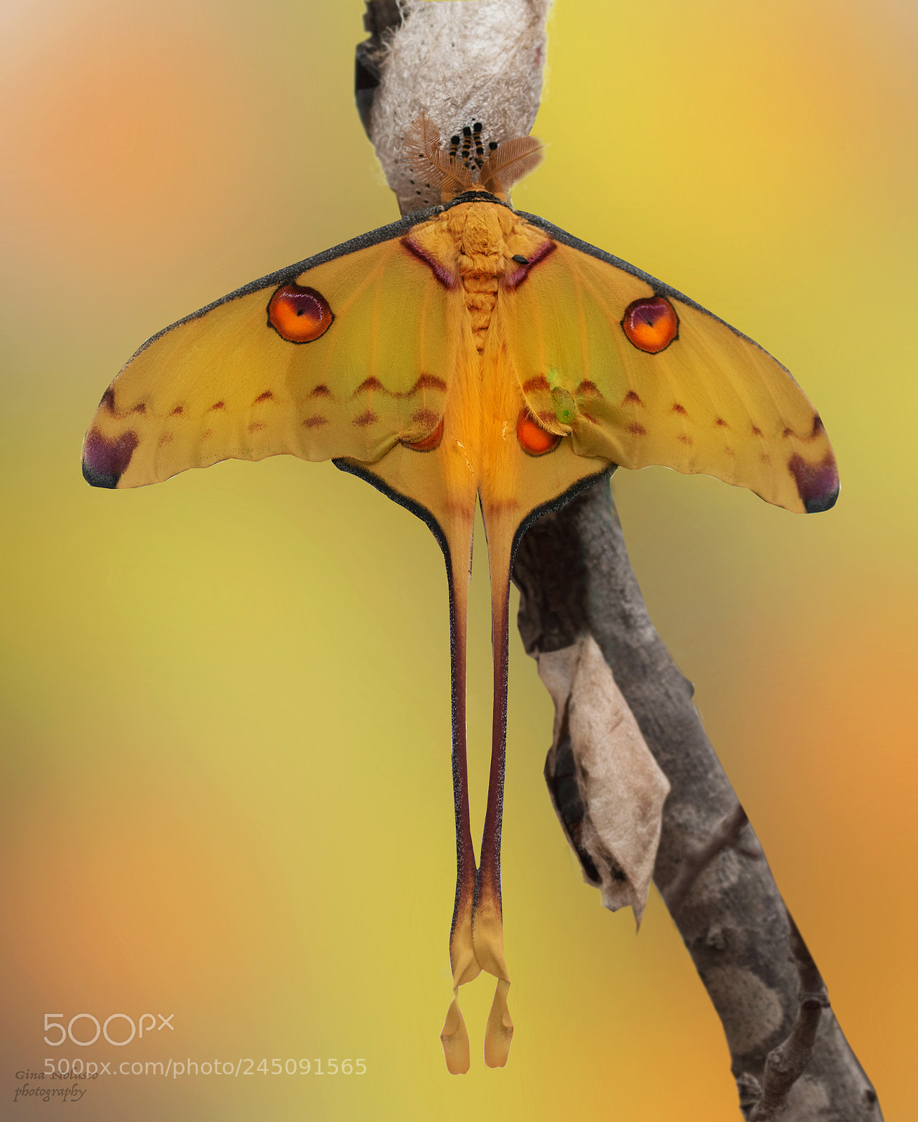 Nikon D5500 sample photo. Cometh moth photography