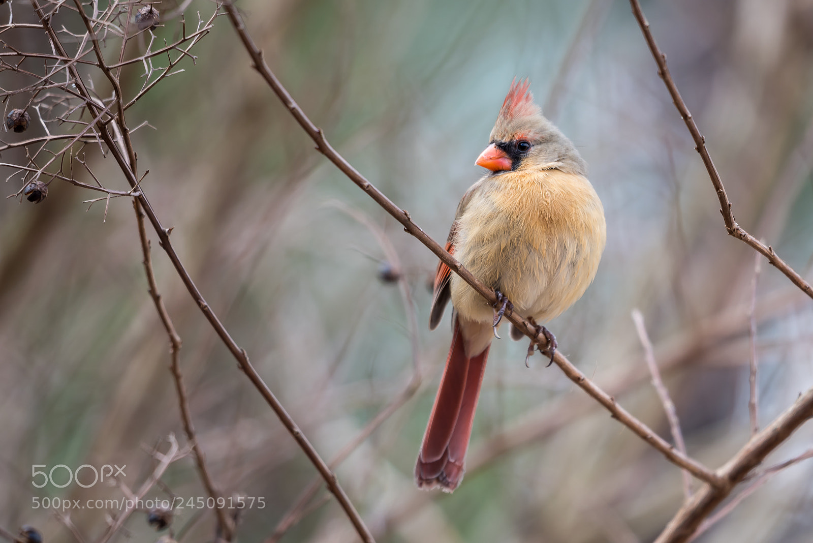 Nikon D810 sample photo. Cardinal photography